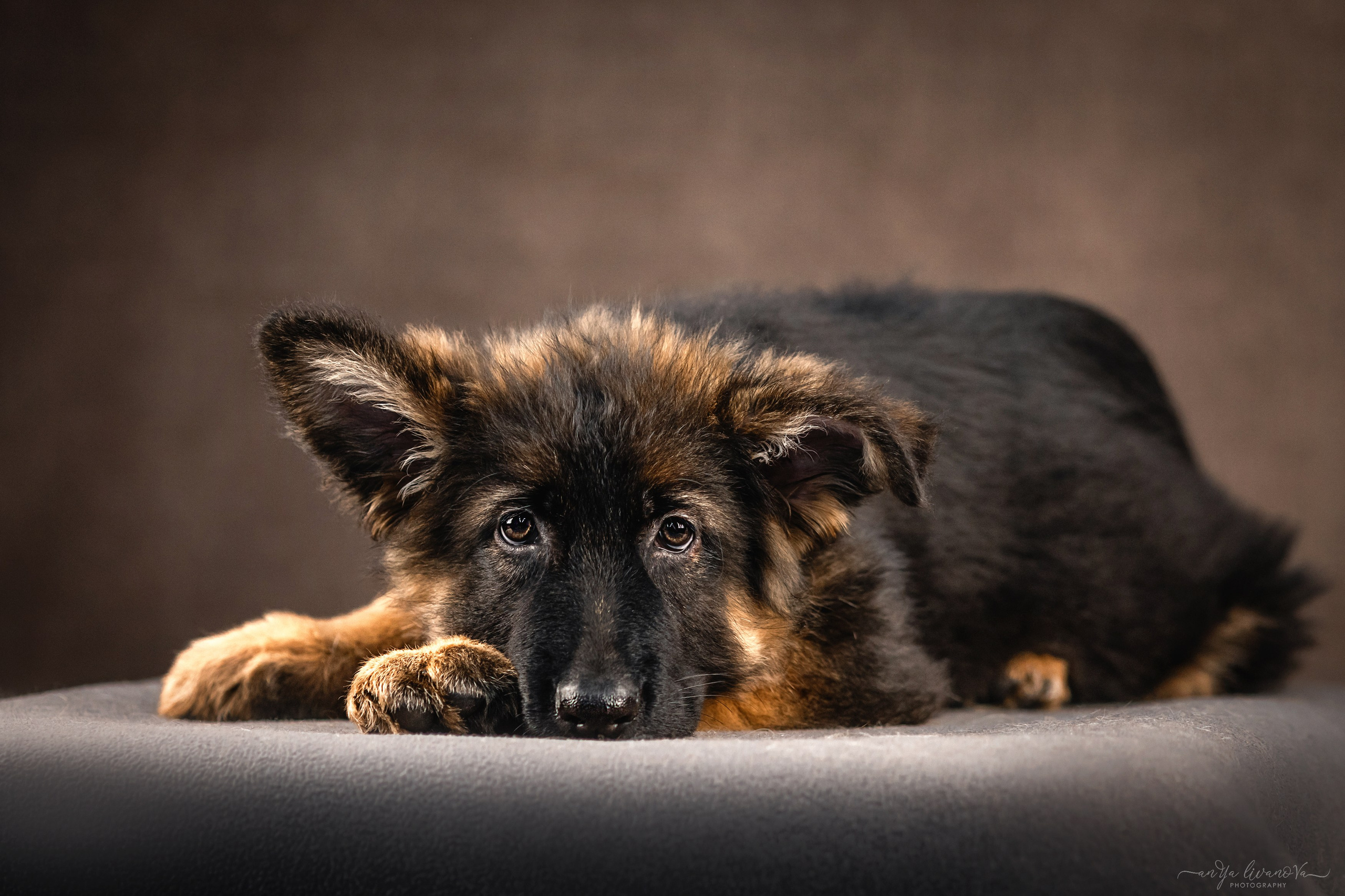 Овчарята. Фотограф анималист Аня Ливанова | Рыбинск