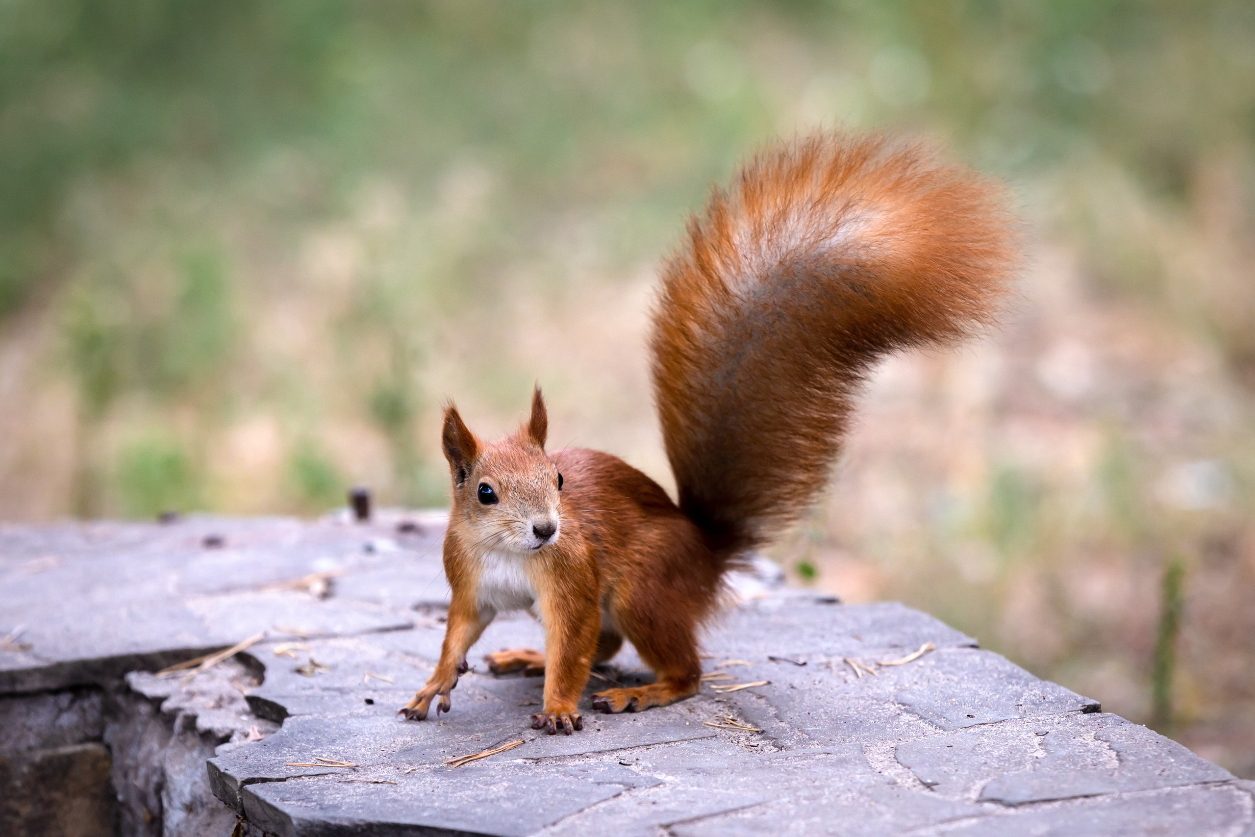 Животные. Фотограф Владимир Охрименко