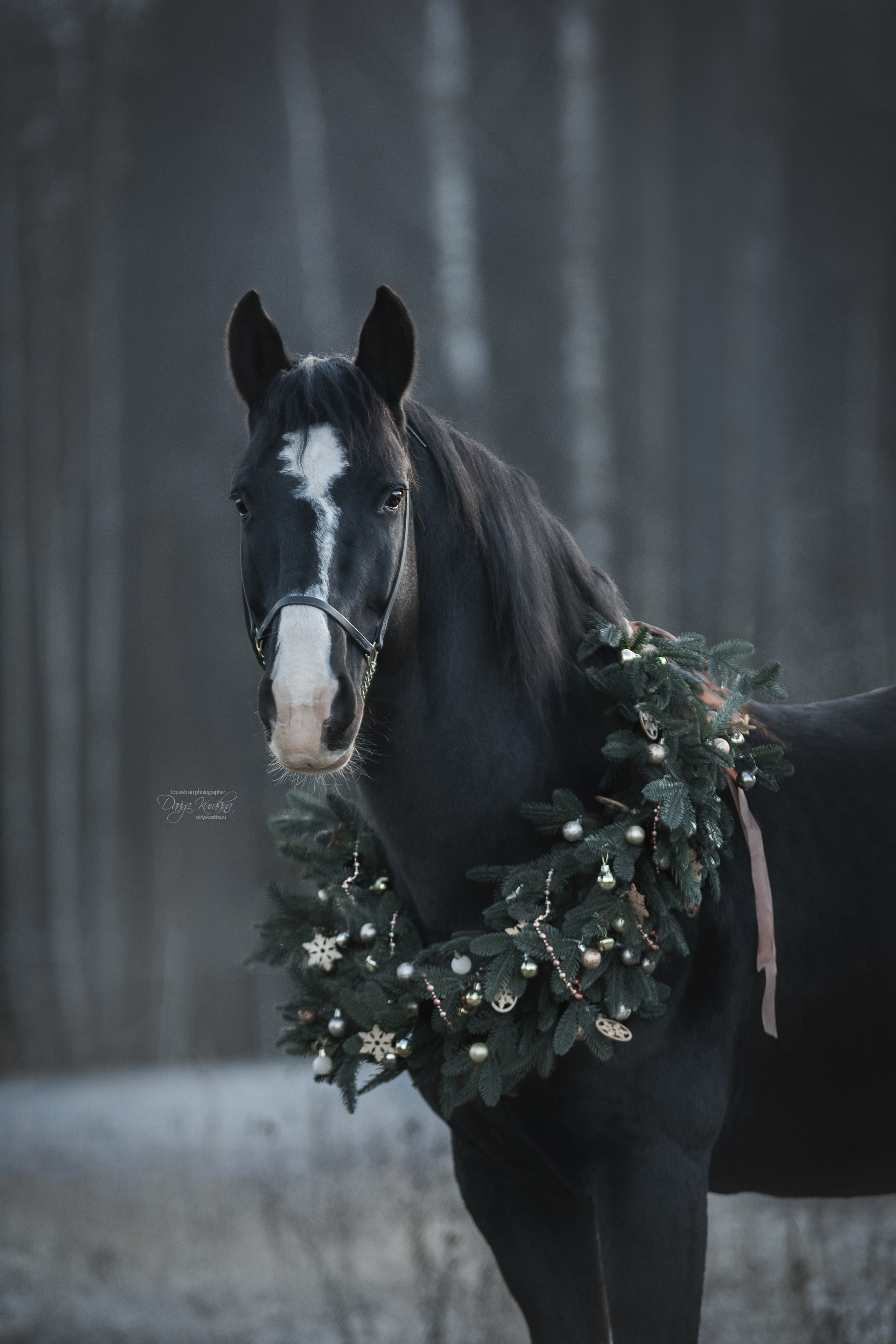 Komardins. Конный фотограф Куракина Дарья • Фотосессии с лошадьми