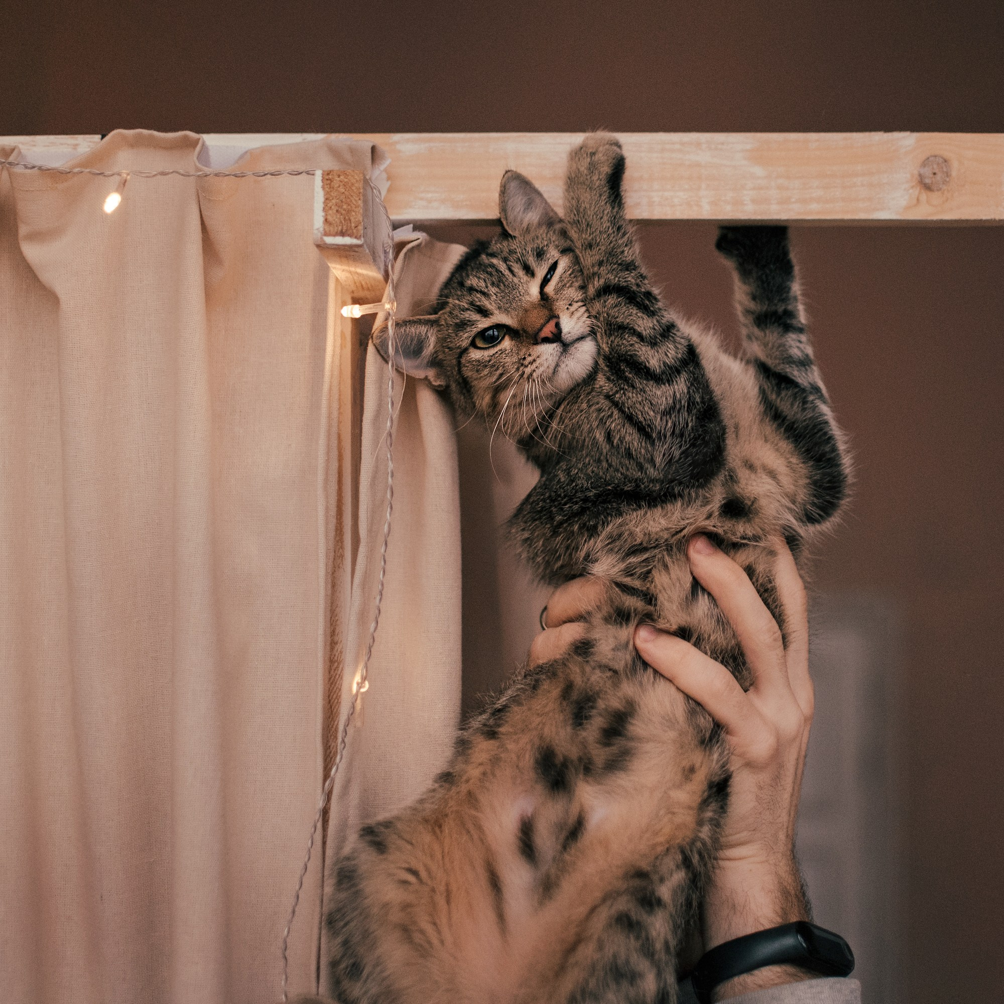 Cats: looking for a home and adopted. Photos of you and your pet