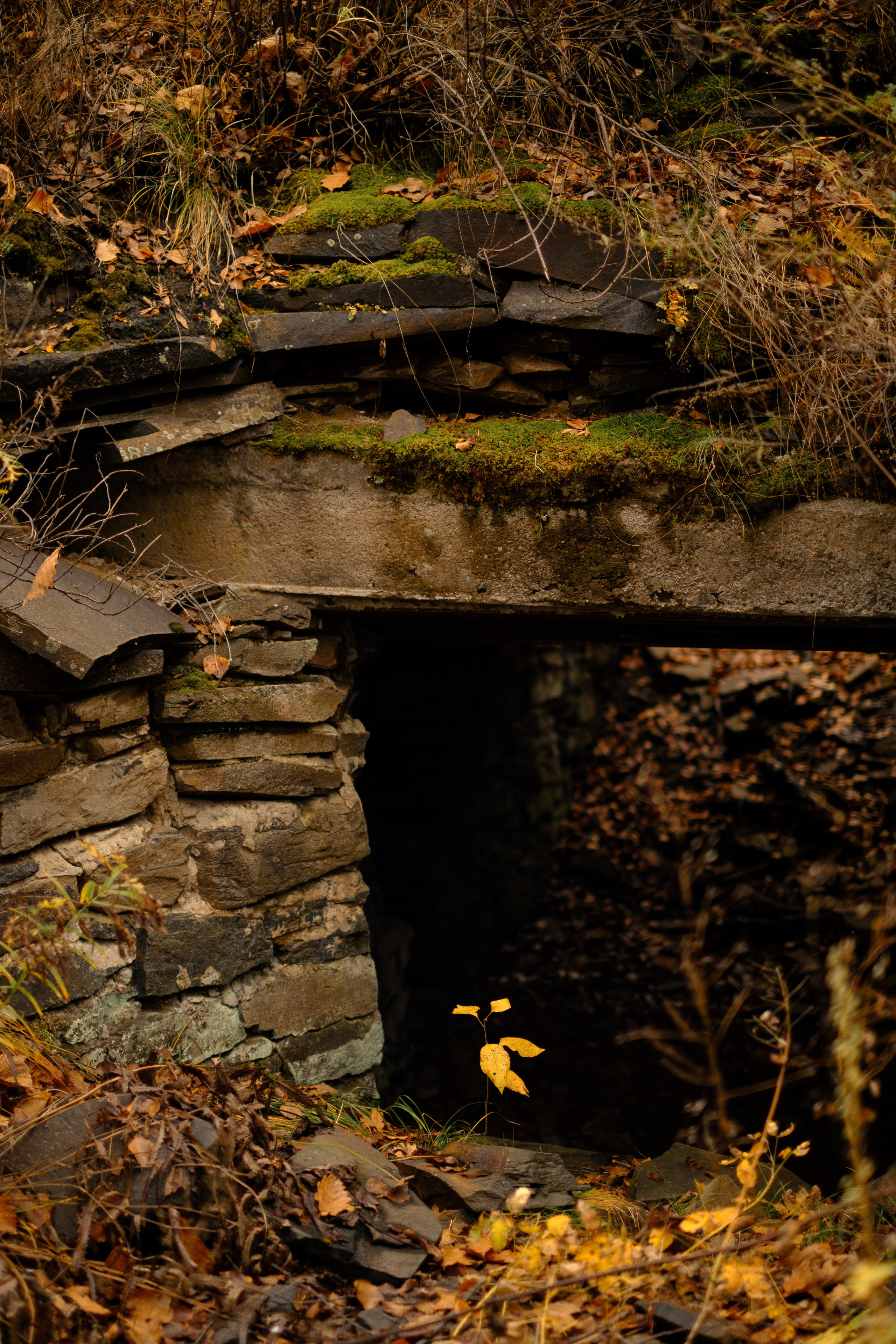 Михайловские столбы осенью. Фотограф Благовещенска Яна