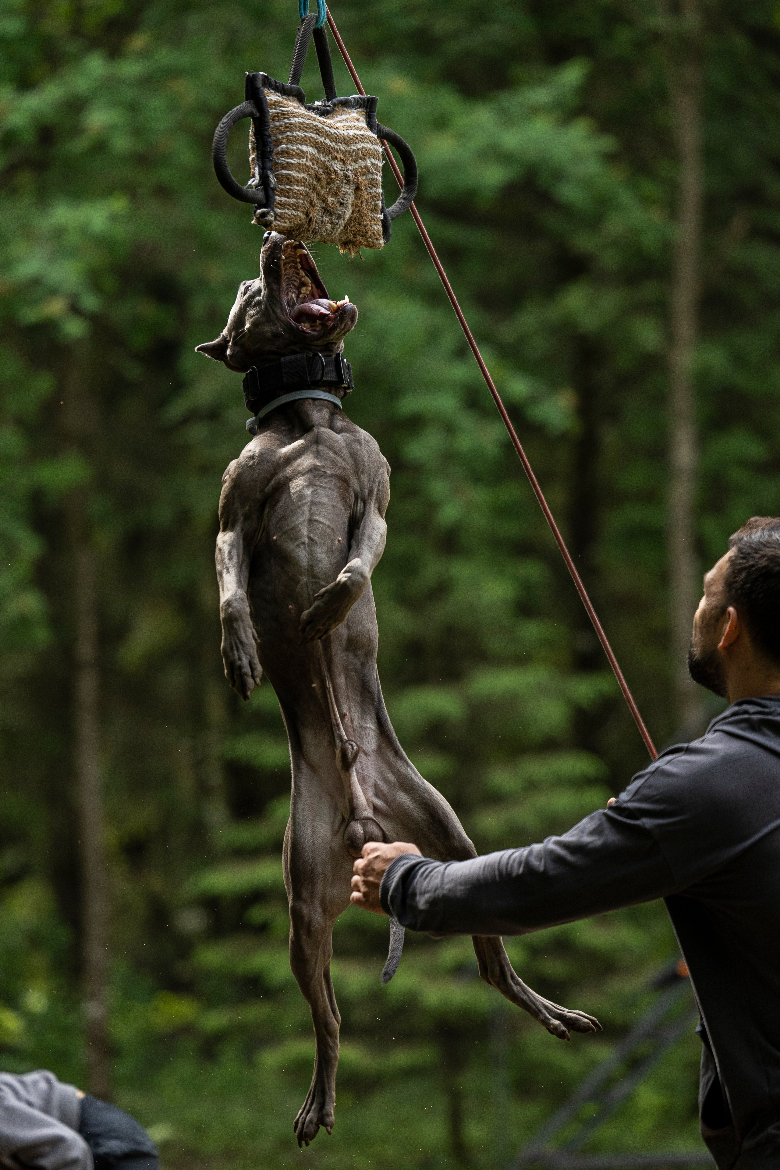 Пит-стафф многоборье. Фотограф-анималист Анна Маринич