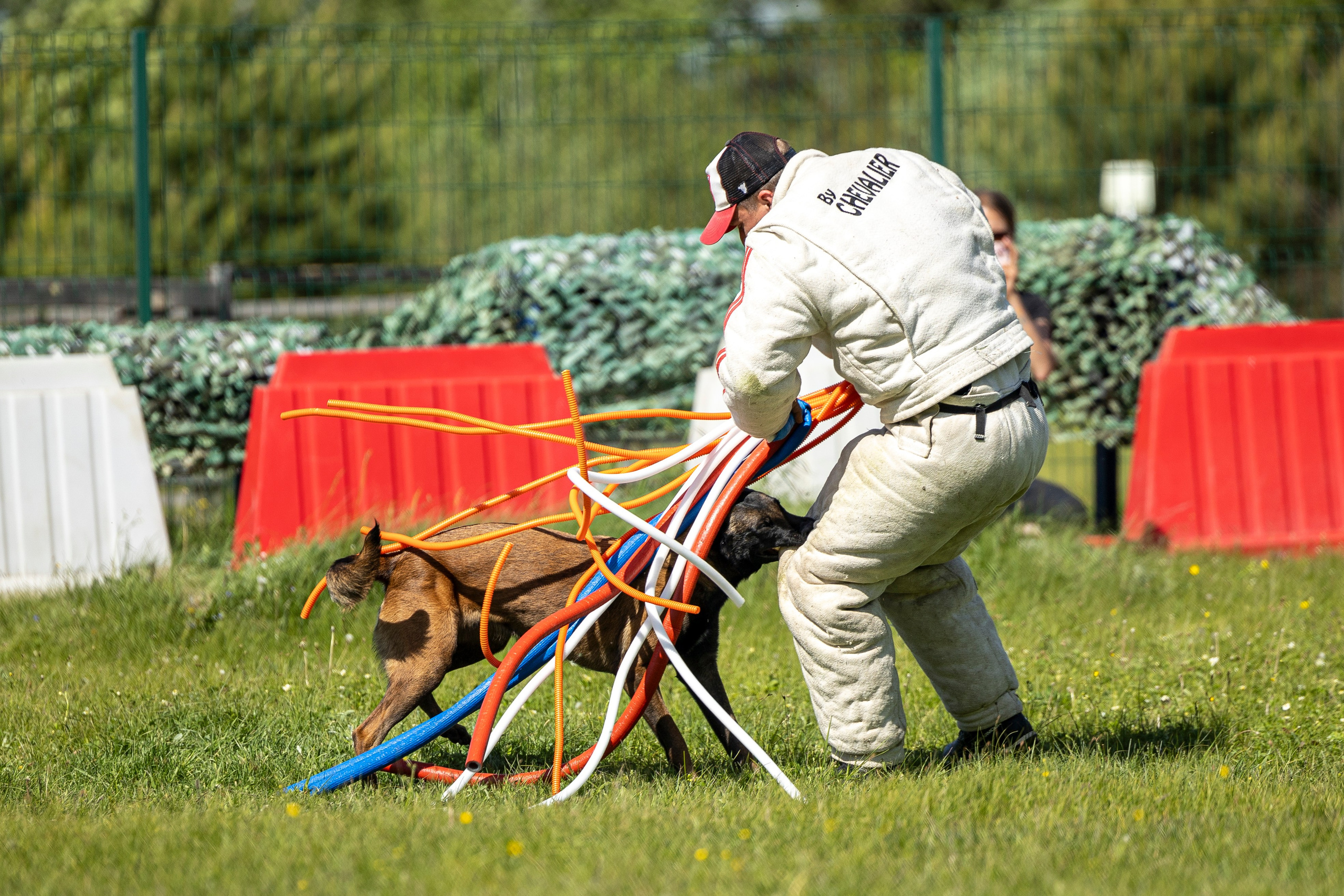 Испытания по мондьорингу в Нижнем Новгороде. Фотограф-анималист Анна Маринич