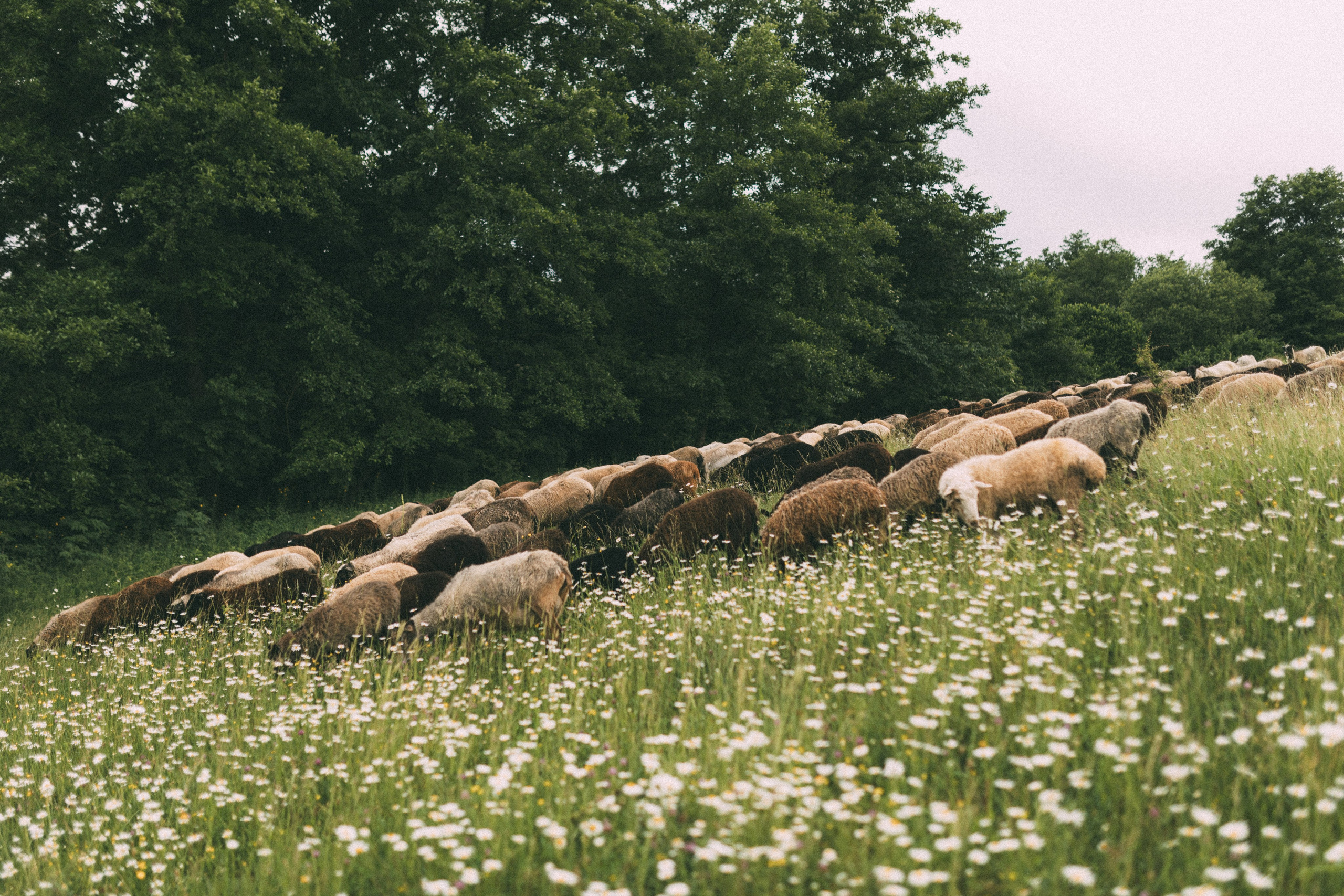 The Way. Главная