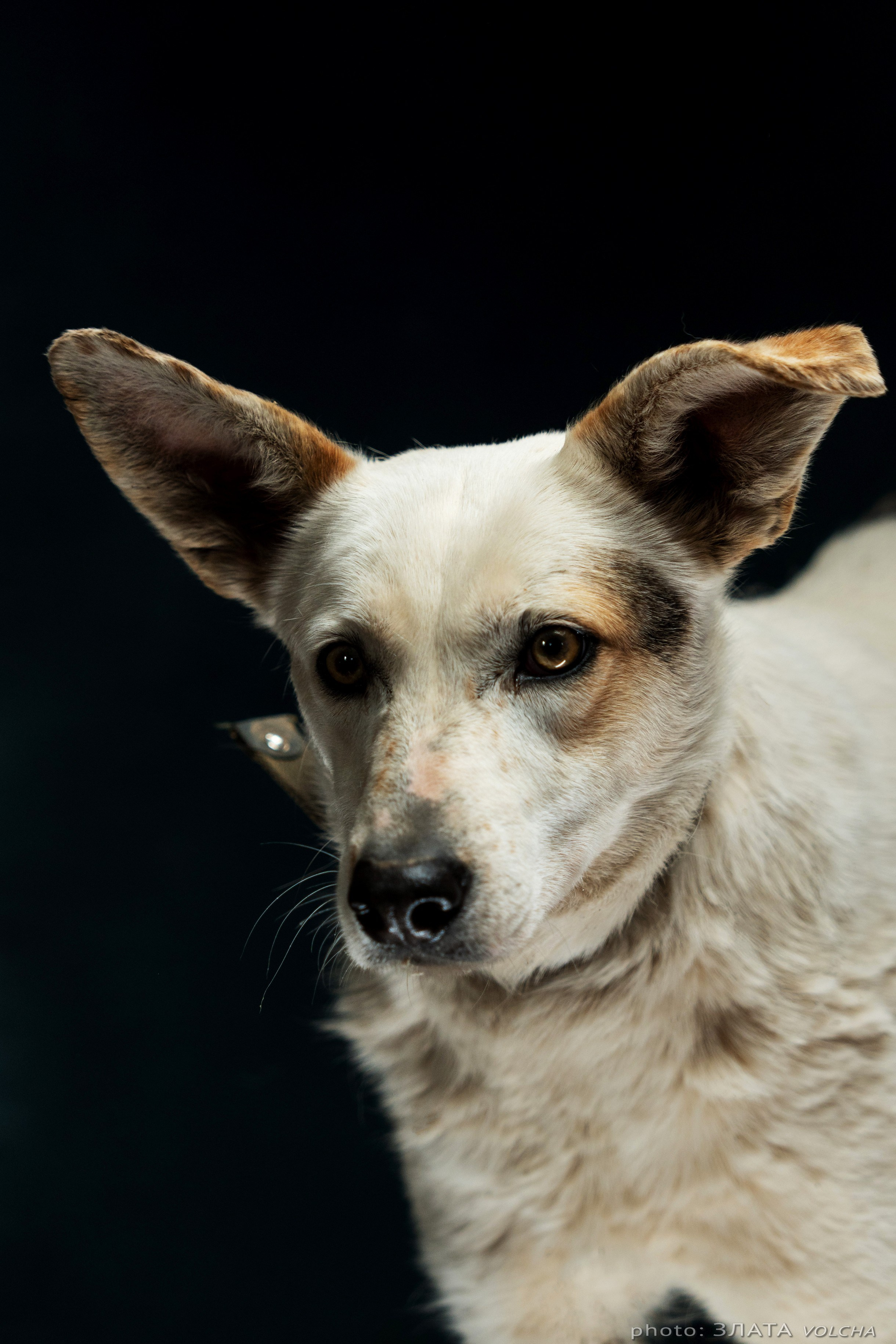 Собаки в студии. Фото, видео, монтаж