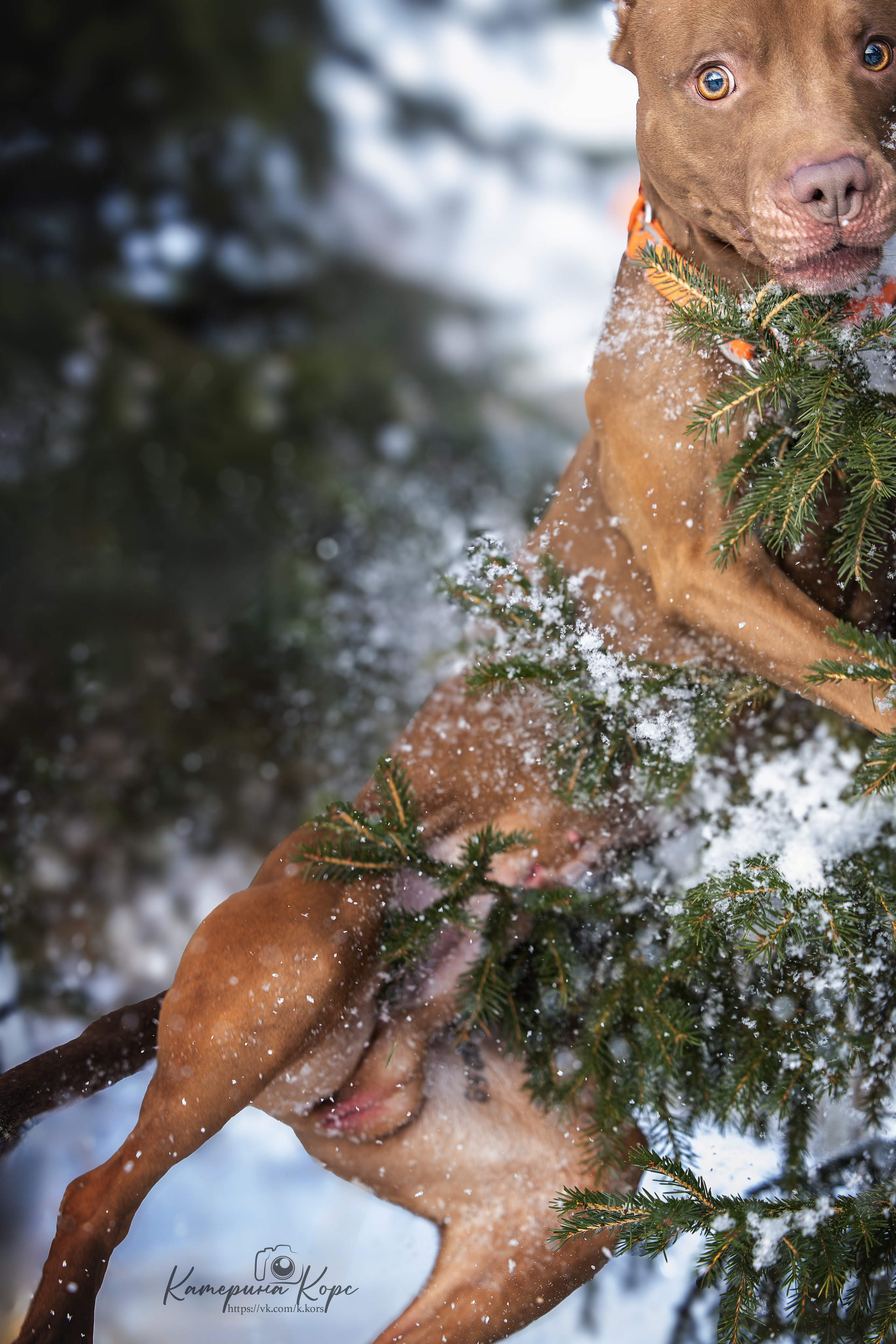 Питбуль Гринч. Главная