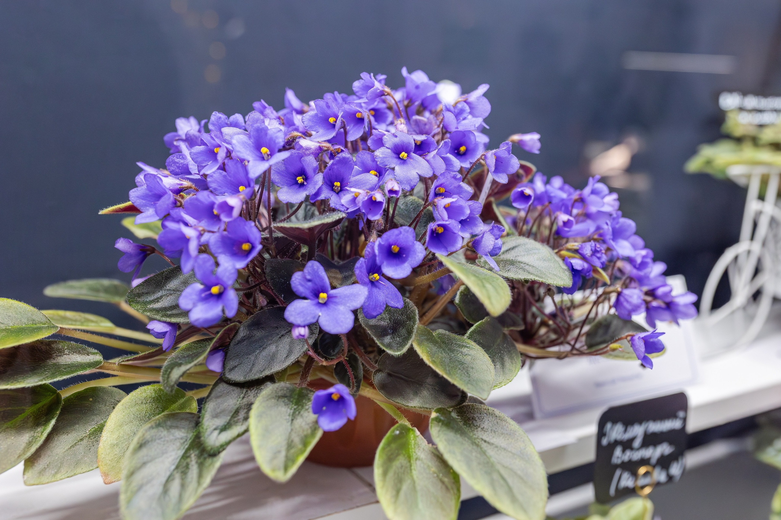 Монстериум апрель 2026. Александра Куликова фотограф, Москва