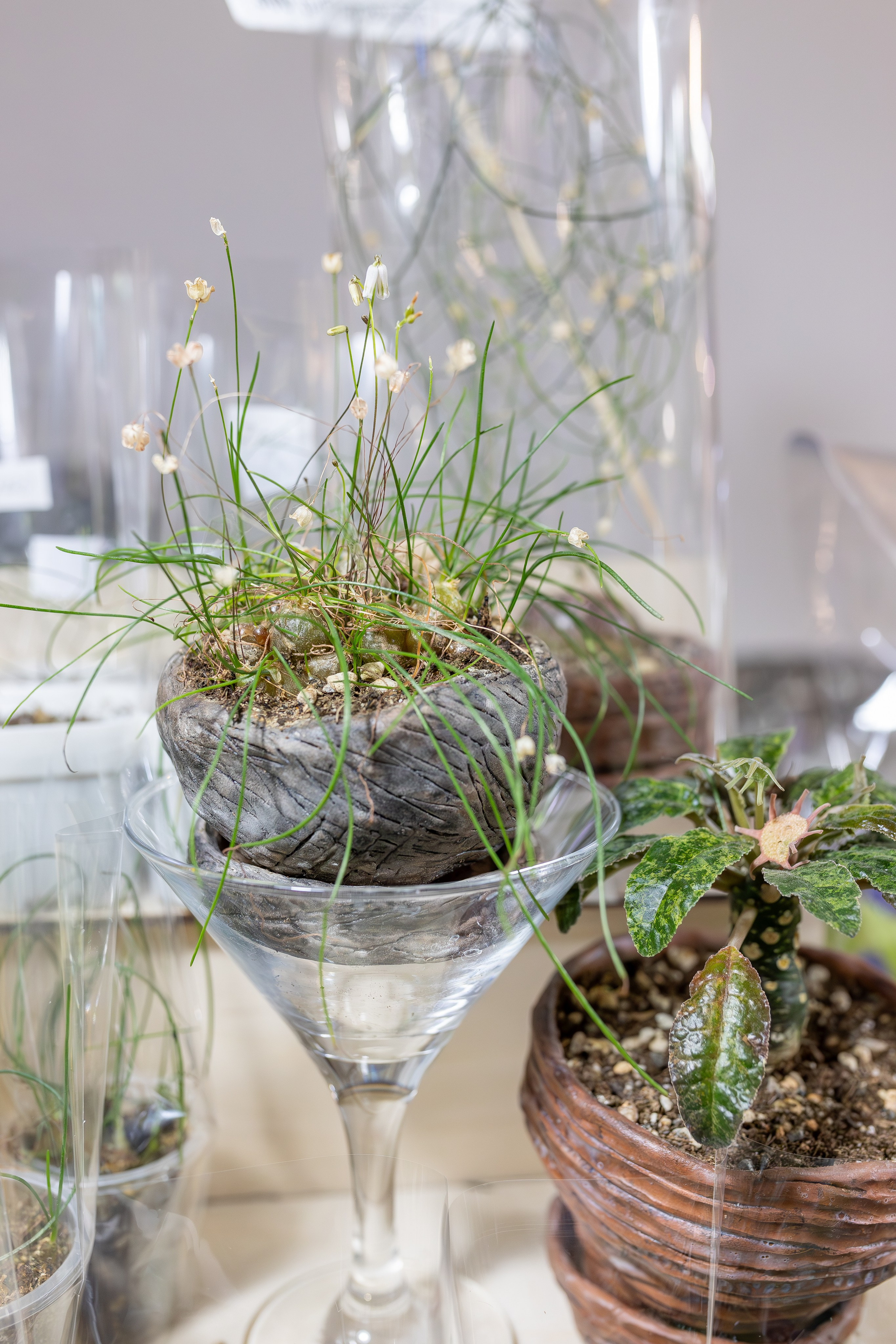 Монстериум апрель 2026. Александра Куликова фотограф, Москва