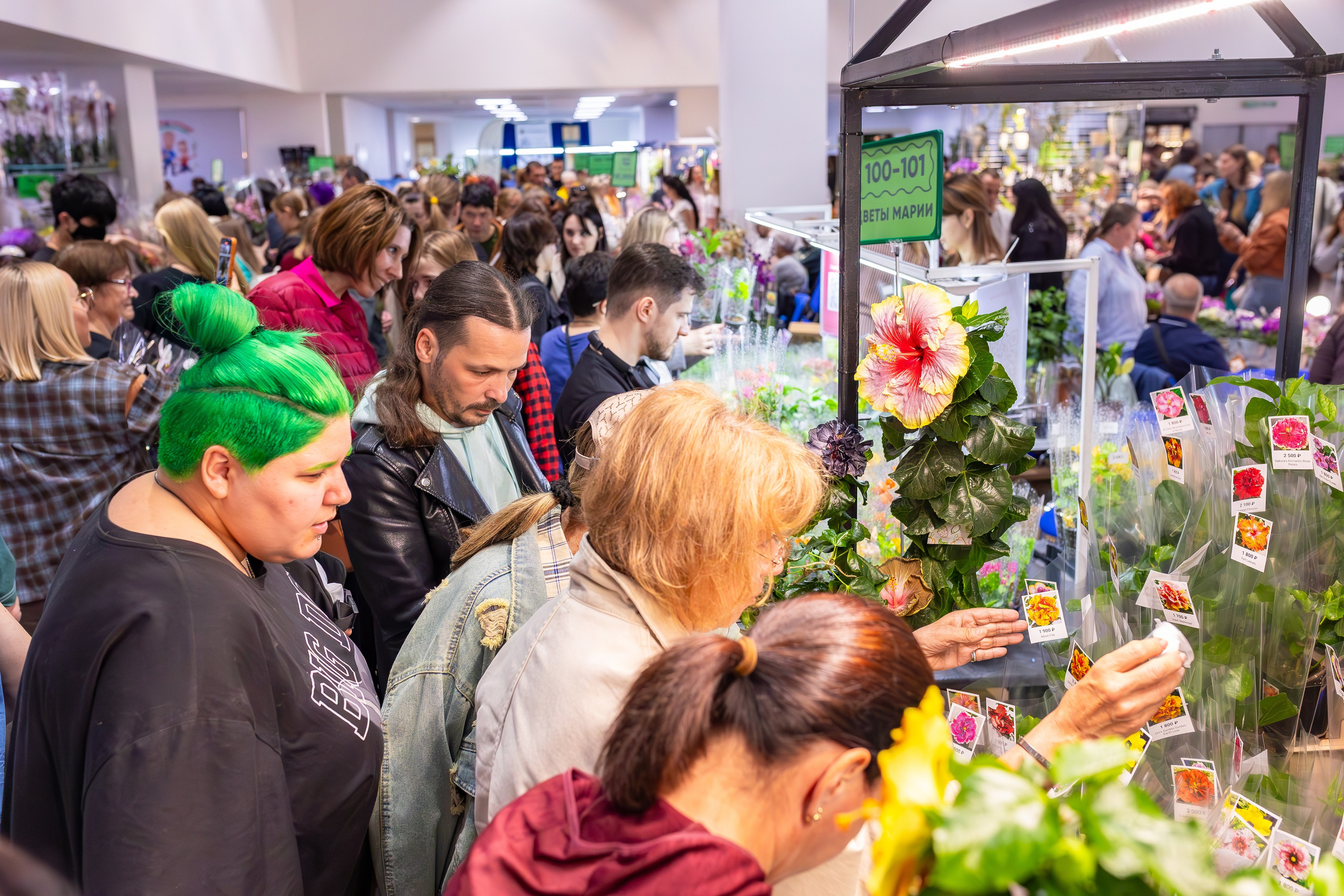 Орхидиум сентябрь 2025. Александра Куликова фотограф, Москва