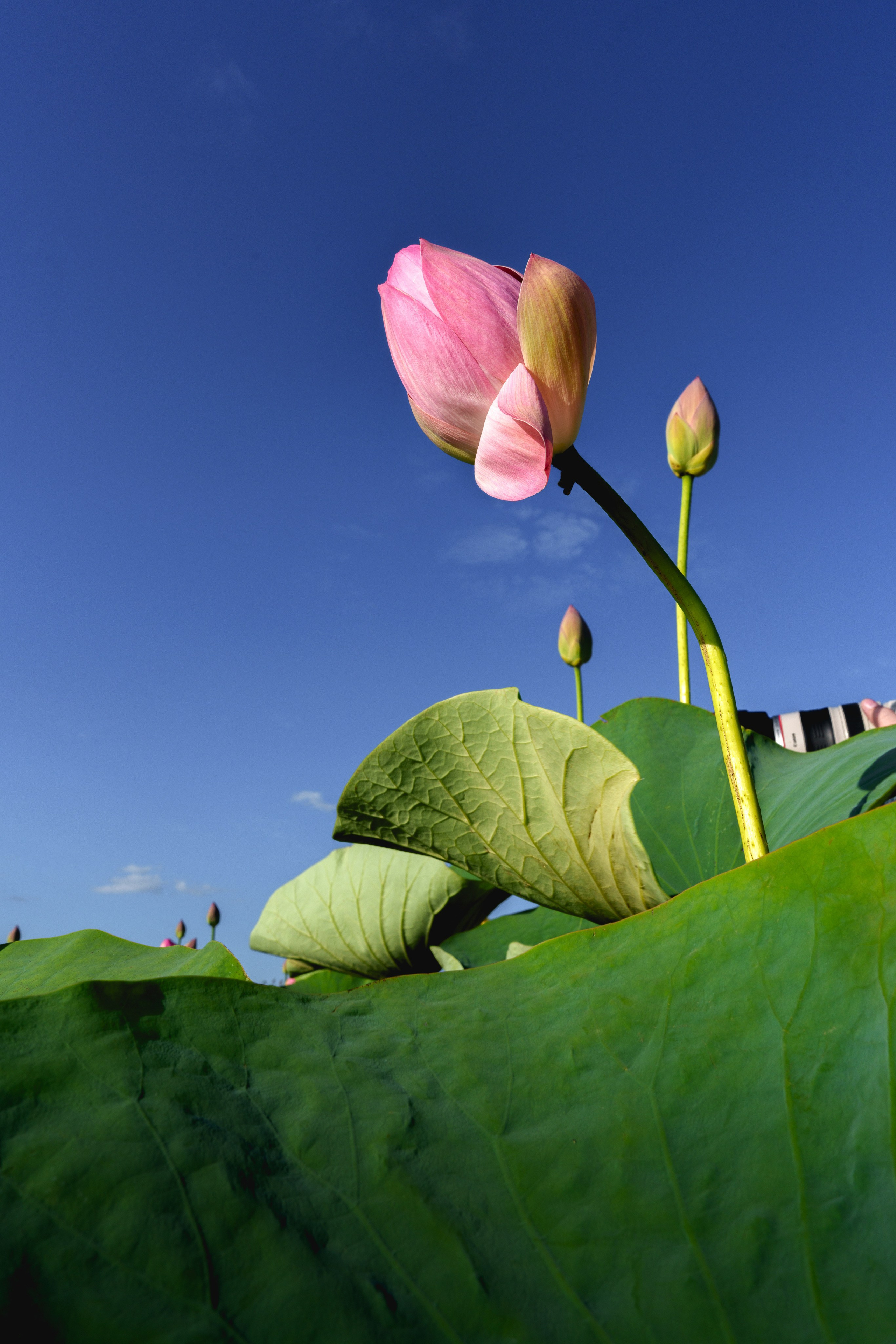 Золотые лотосы. Июль