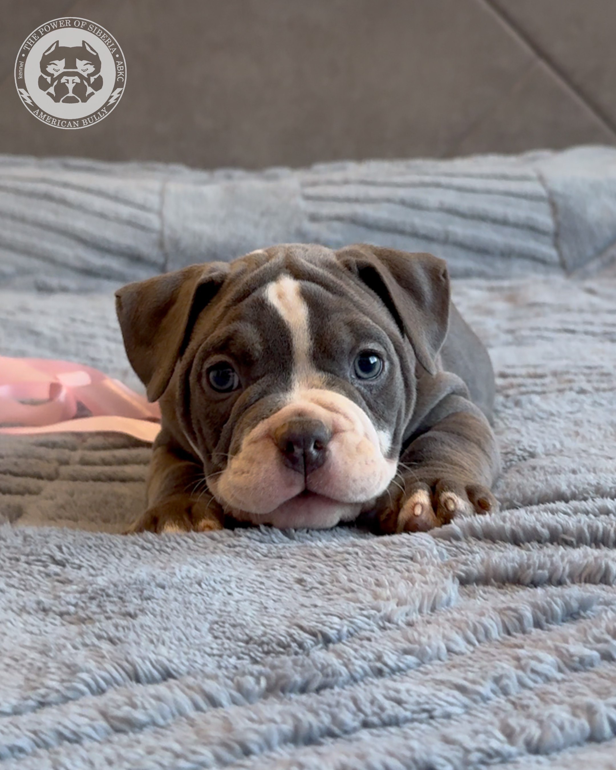 Свободные щенки Американский Булли, в типах покет, классик, стандарт. Американский Булли в г. Ростов-на-Дону. Питомник THE POWER OF SIBERIA