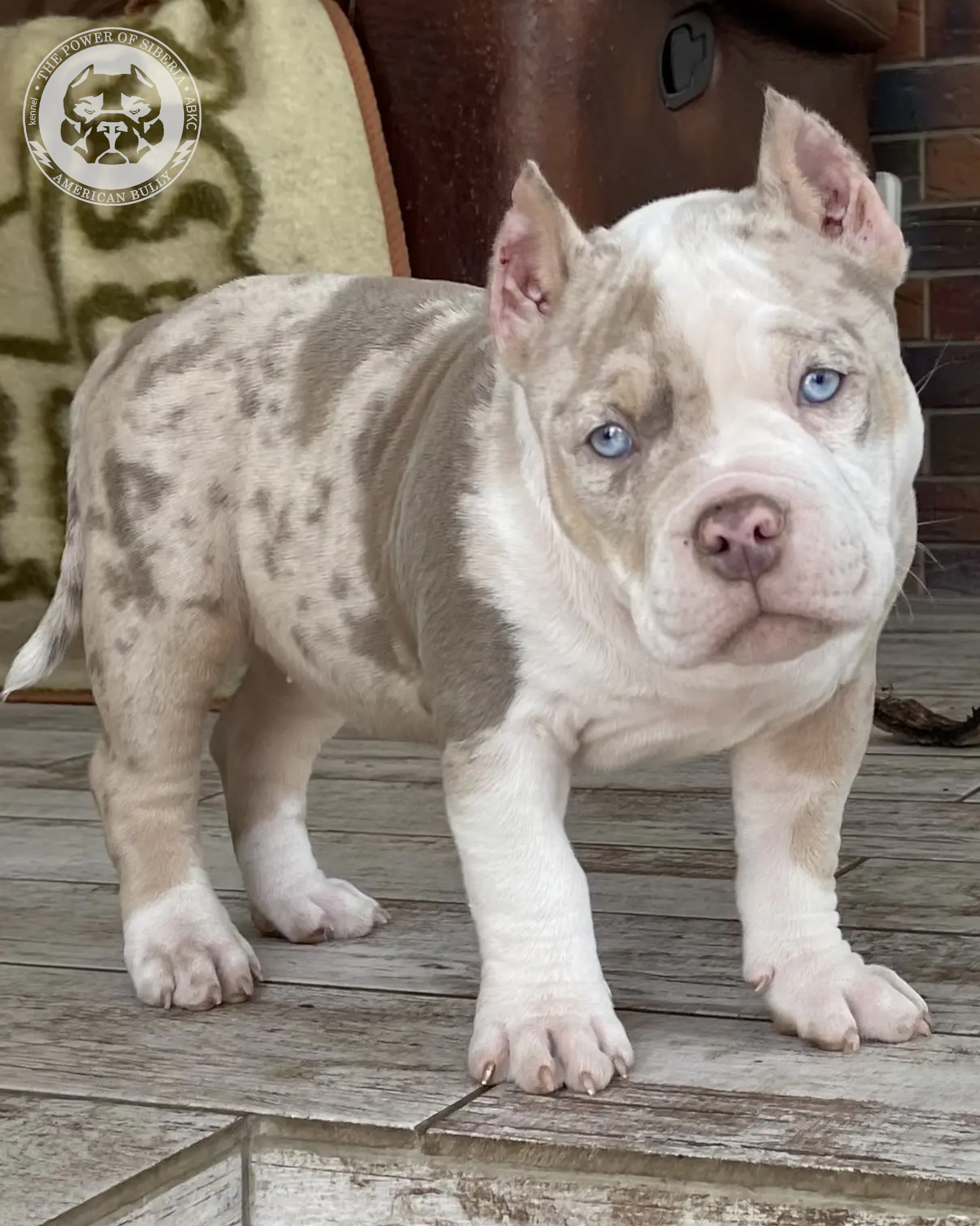 Свободные щенки Американский Булли покет. Американский Булли в г. Ростов-на-Дону. Питомник THE POWER OF SIBERIA