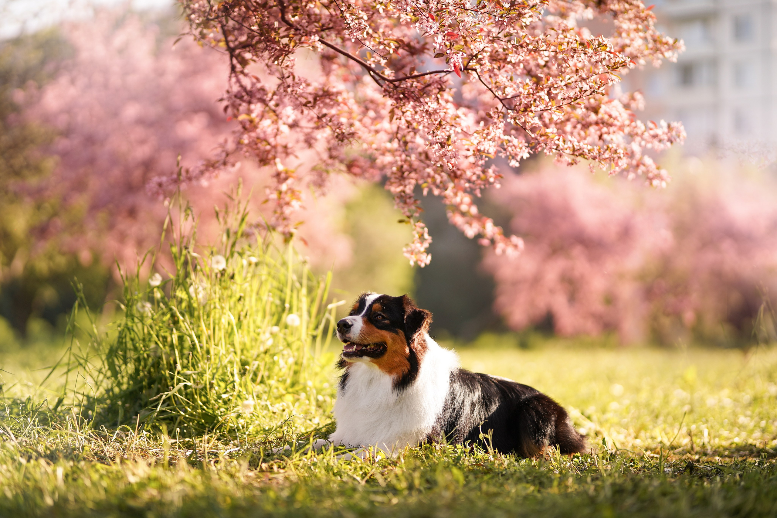 Аусси в Яблоневом саду. Фотограф-анималист в Санкт-Петербурге Яна Мартынова