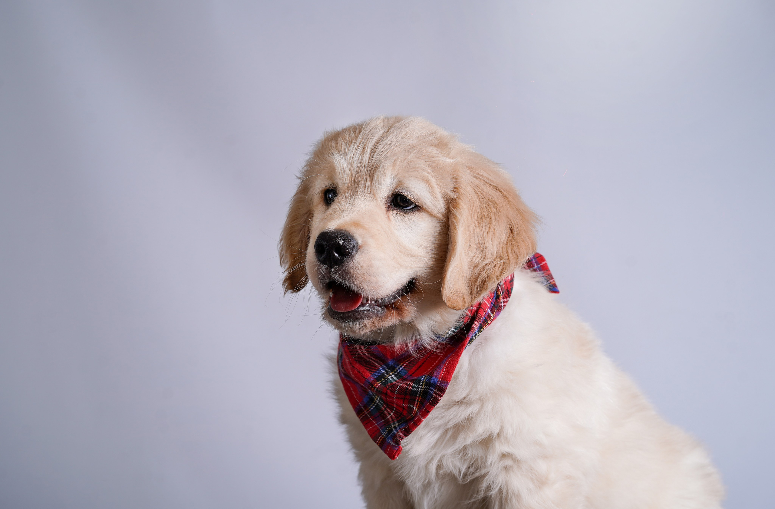 Щенок голдена. Фотограф-анималист в Санкт-Петербурге Яна Мартынова