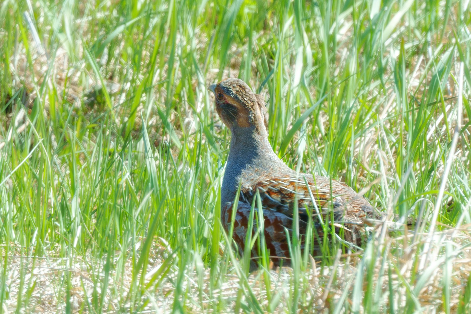 Удивительные мир птиц. Вокруг нас столько прекрасного — присмотритесь!. Ваш личный фотограф Марина Волкова