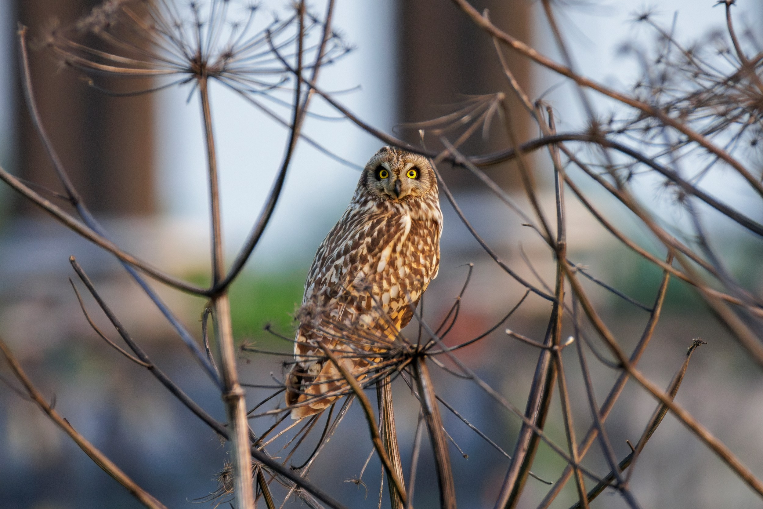 Болотная сова на ветке в природной среде.