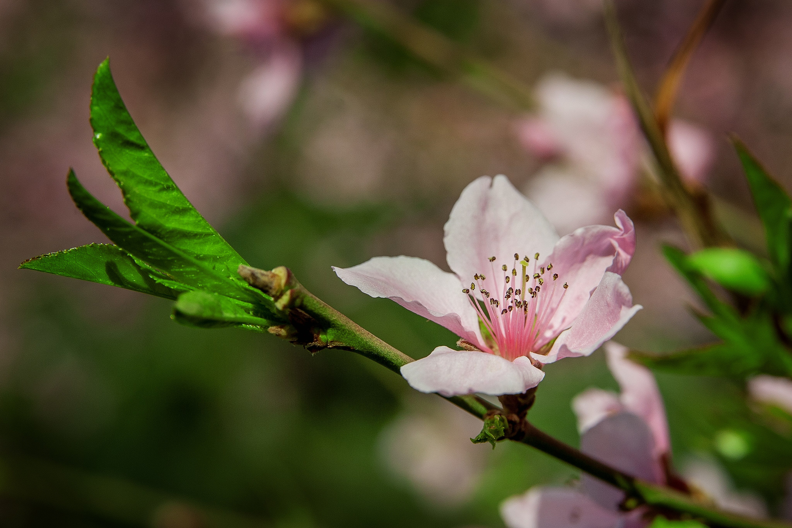 Весна. FotoGraf