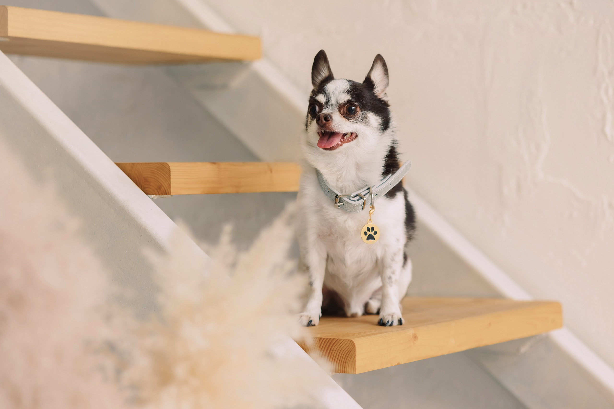 Магазин Friend of mine. Фотограф-анималист Елена Радченко, Москва