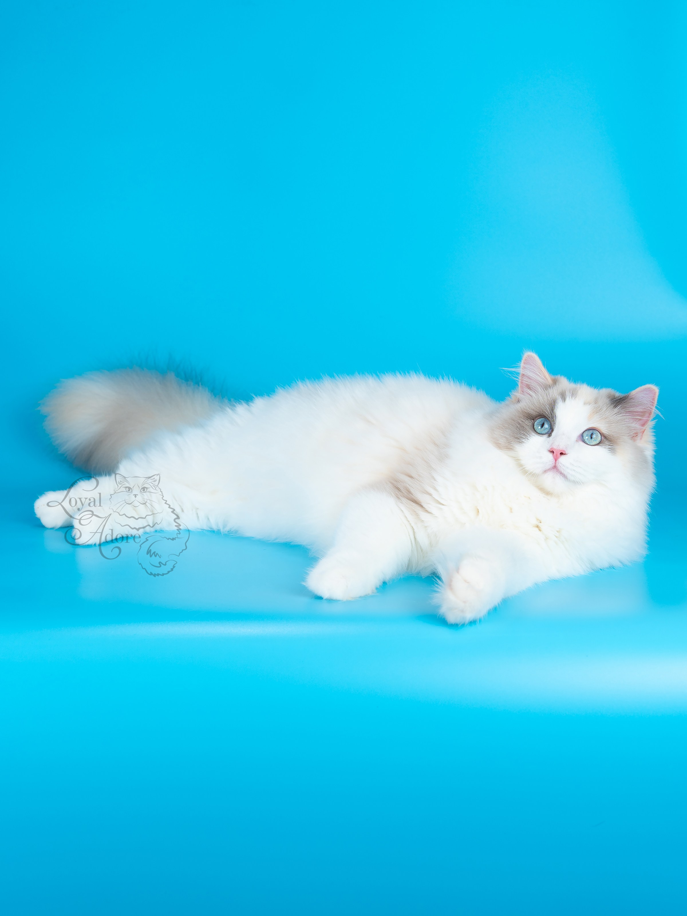 Кошки производители Loyal Adore. Питомник рэгдолл Loyal Adore