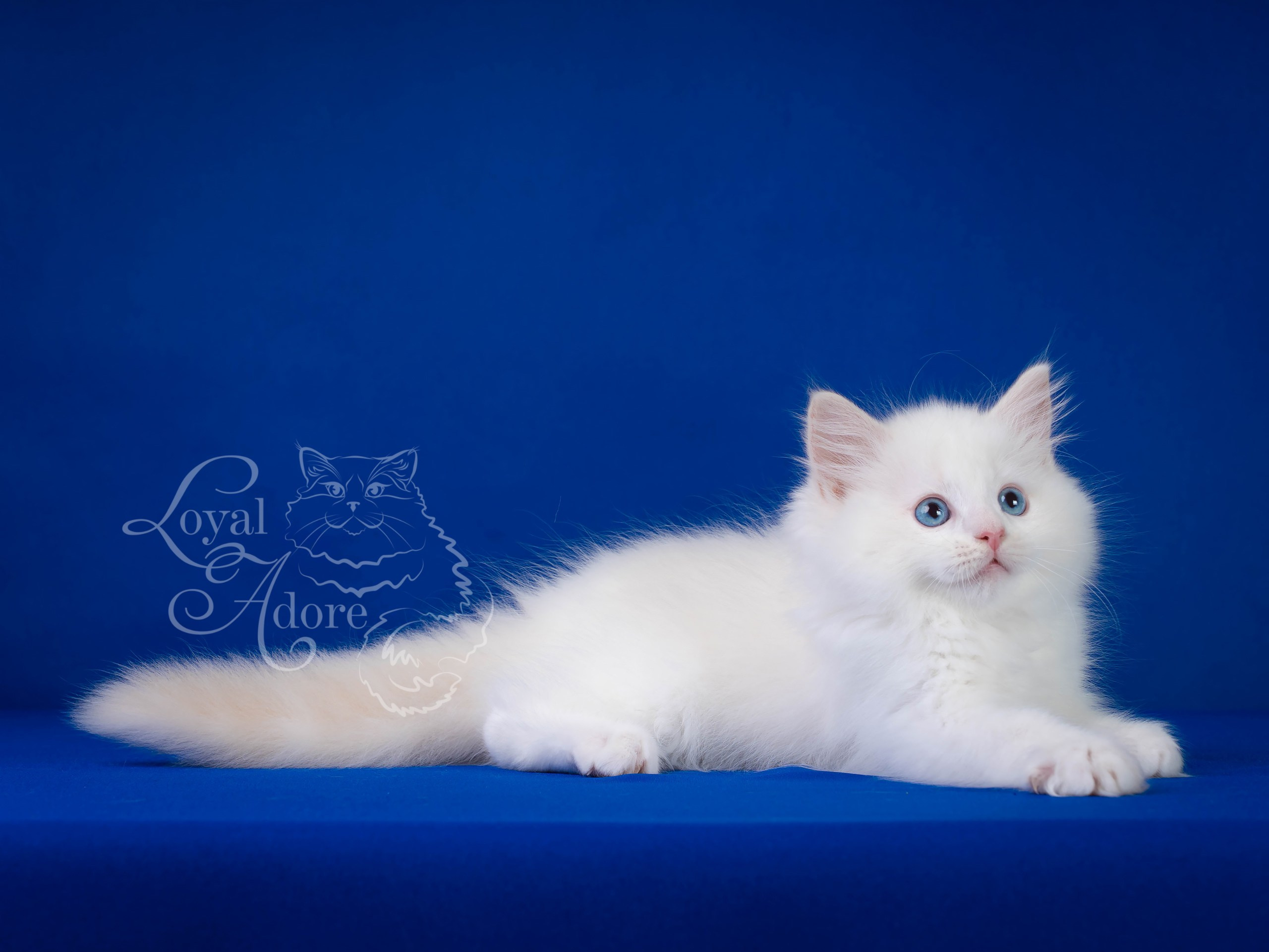 Котята рэгдолл от Loyal Adore. Питомник рэгдолл Loyal Adore