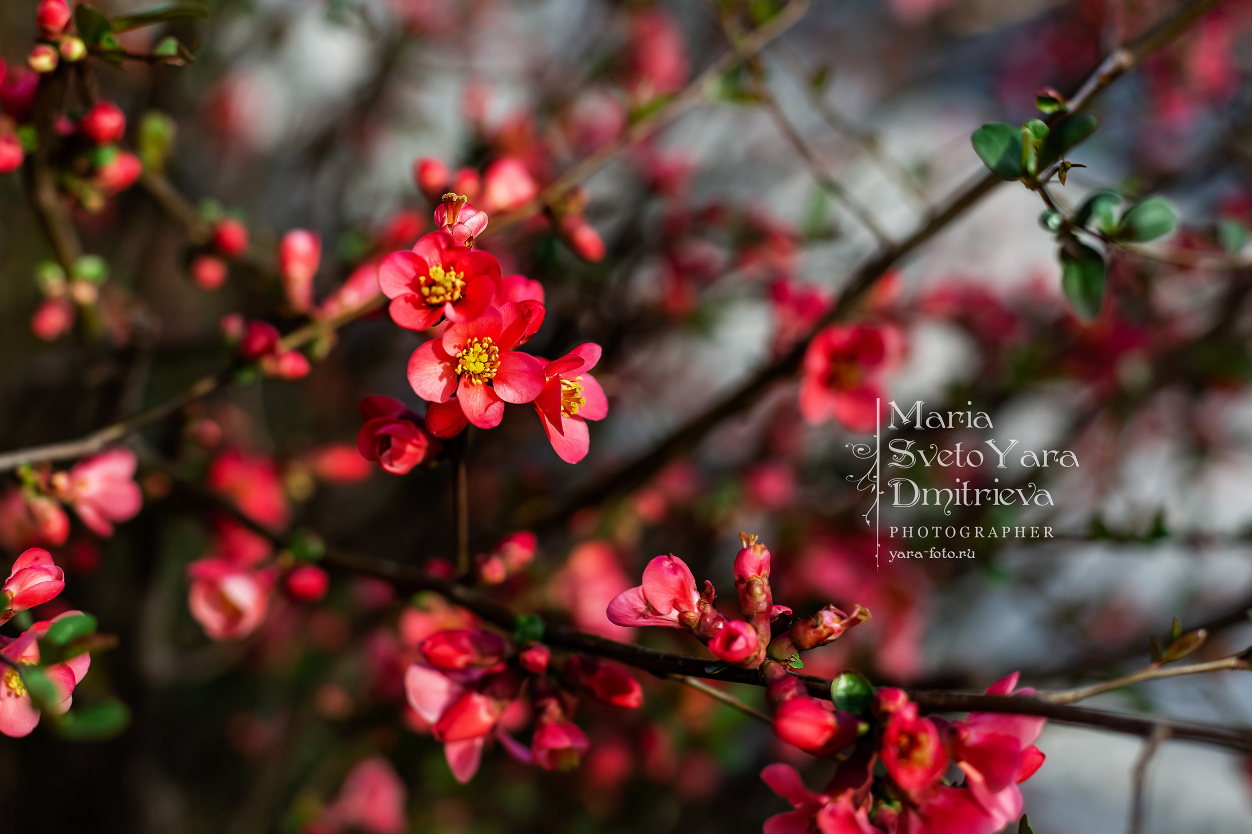 Хеномелес ❖ весенние цветы. Фотограф в Симферополе и Крыму — Мария СветоЯра Дмитриева | Индивидуальные и семейные съёмки