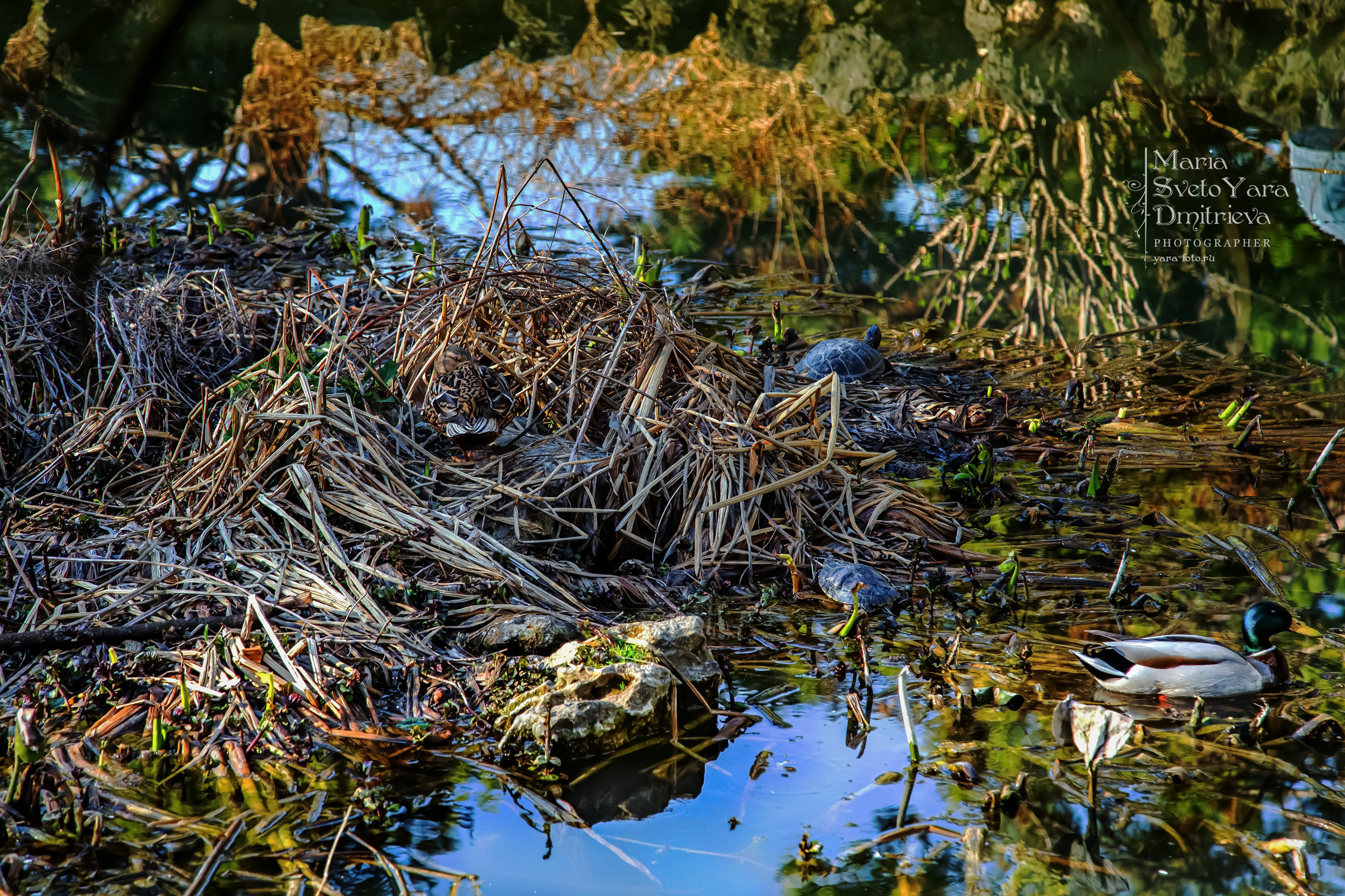 Найди уточку! ❖ Проверка зрения и внимания: сколько живых существ в кадре?. Фотограф в Симферополе и Крыму — Мария СветоЯра Дмитриева | Индивидуальные и семейные съёмки