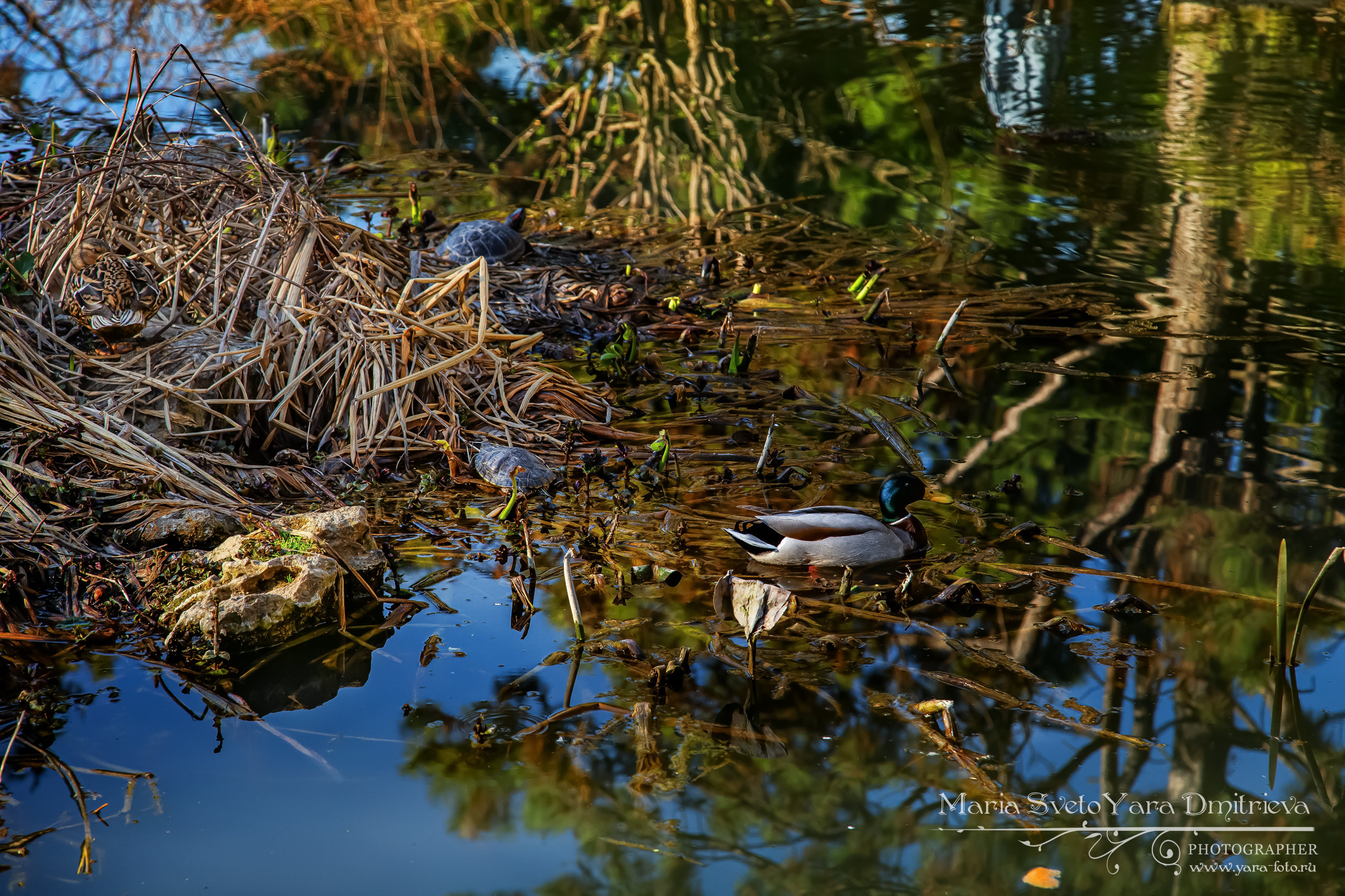 Найди уточку! ❖ Проверка зрения и внимания: сколько живых существ в кадре?. Фотограф в Симферополе и Крыму — Мария СветоЯра Дмитриева | Индивидуальные и семейные съёмки