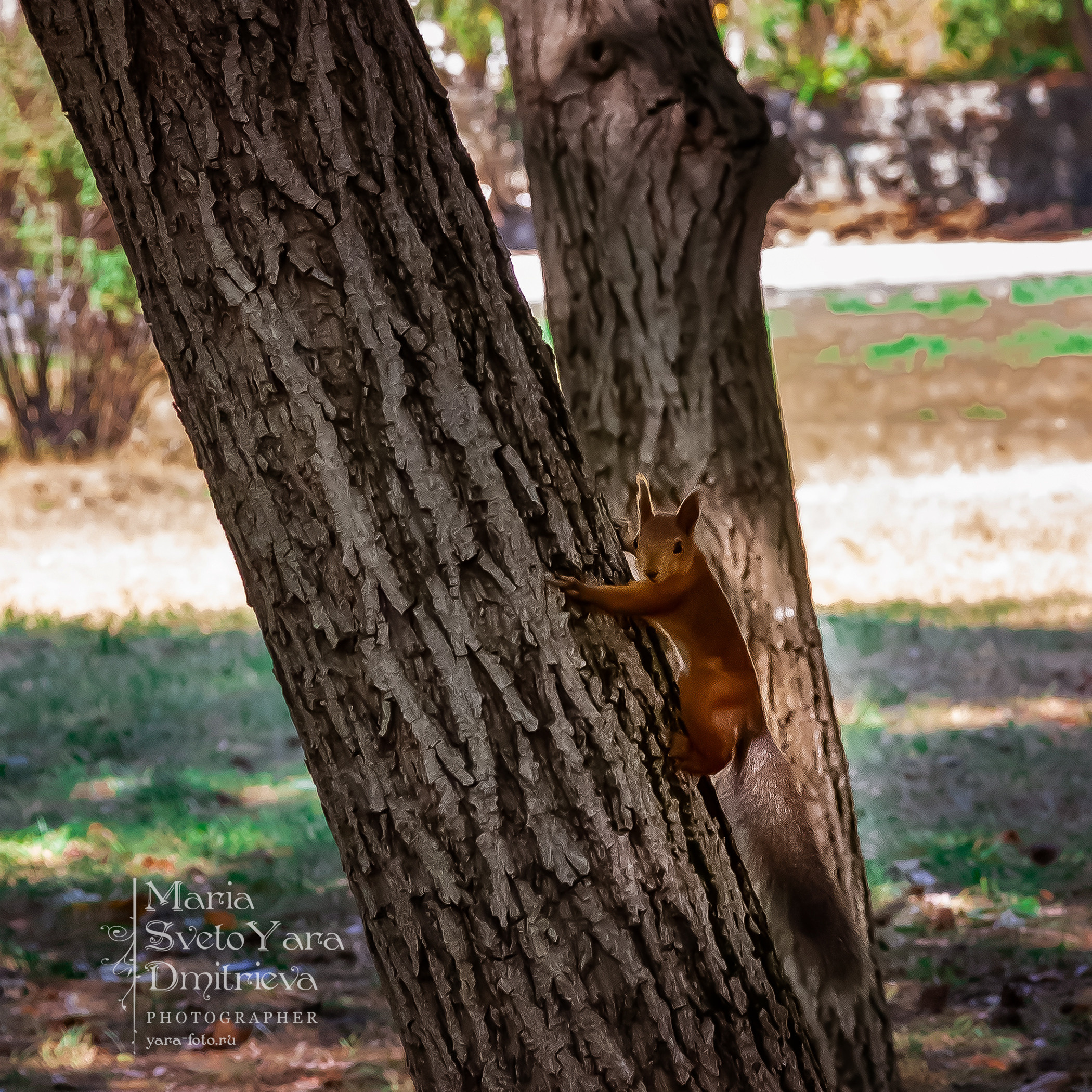 Симферопольские белочки. Фотограф в Симферополе и Крыму — Мария СветоЯра Дмитриева | Индивидуальные и семейные съёмки