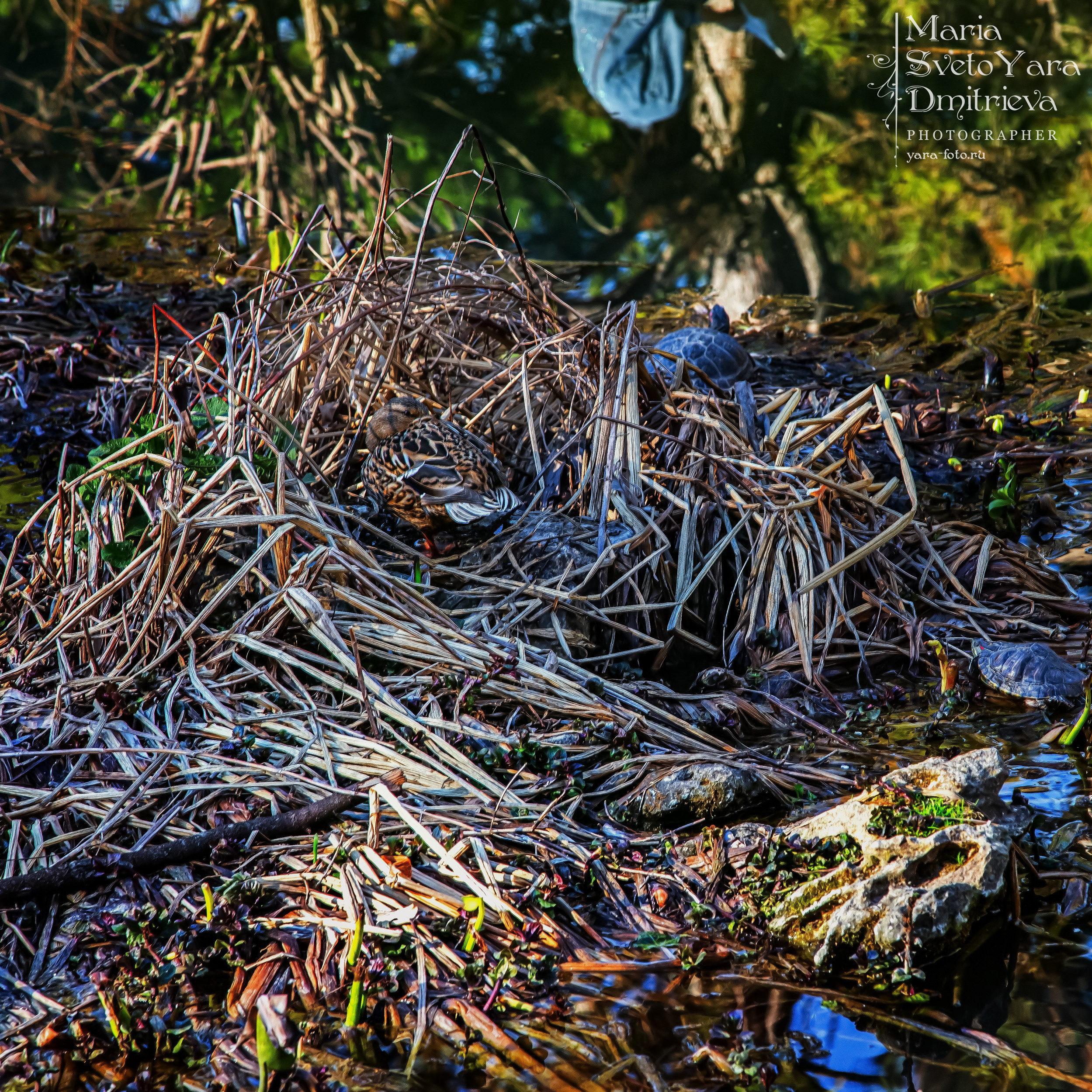 Найди уточку! ❖ Проверка зрения и внимания: сколько живых существ в кадре?. Фотограф в Симферополе и Крыму — Мария СветоЯра Дмитриева | Индивидуальные и семейные съёмки