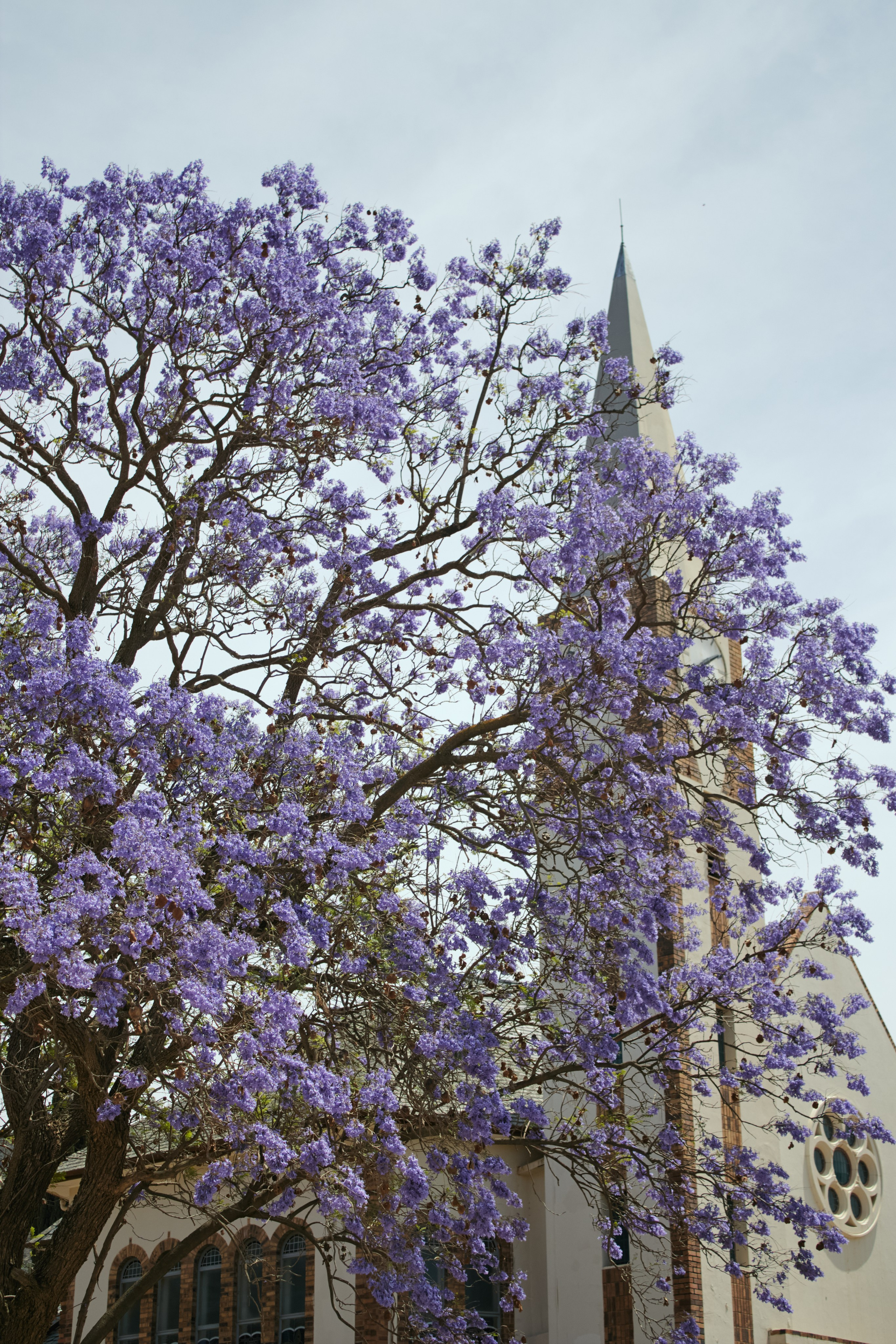 ЮАР. Профессиональный Фотограф во Владимире, в Москве и в Суздале — Полина Романычева