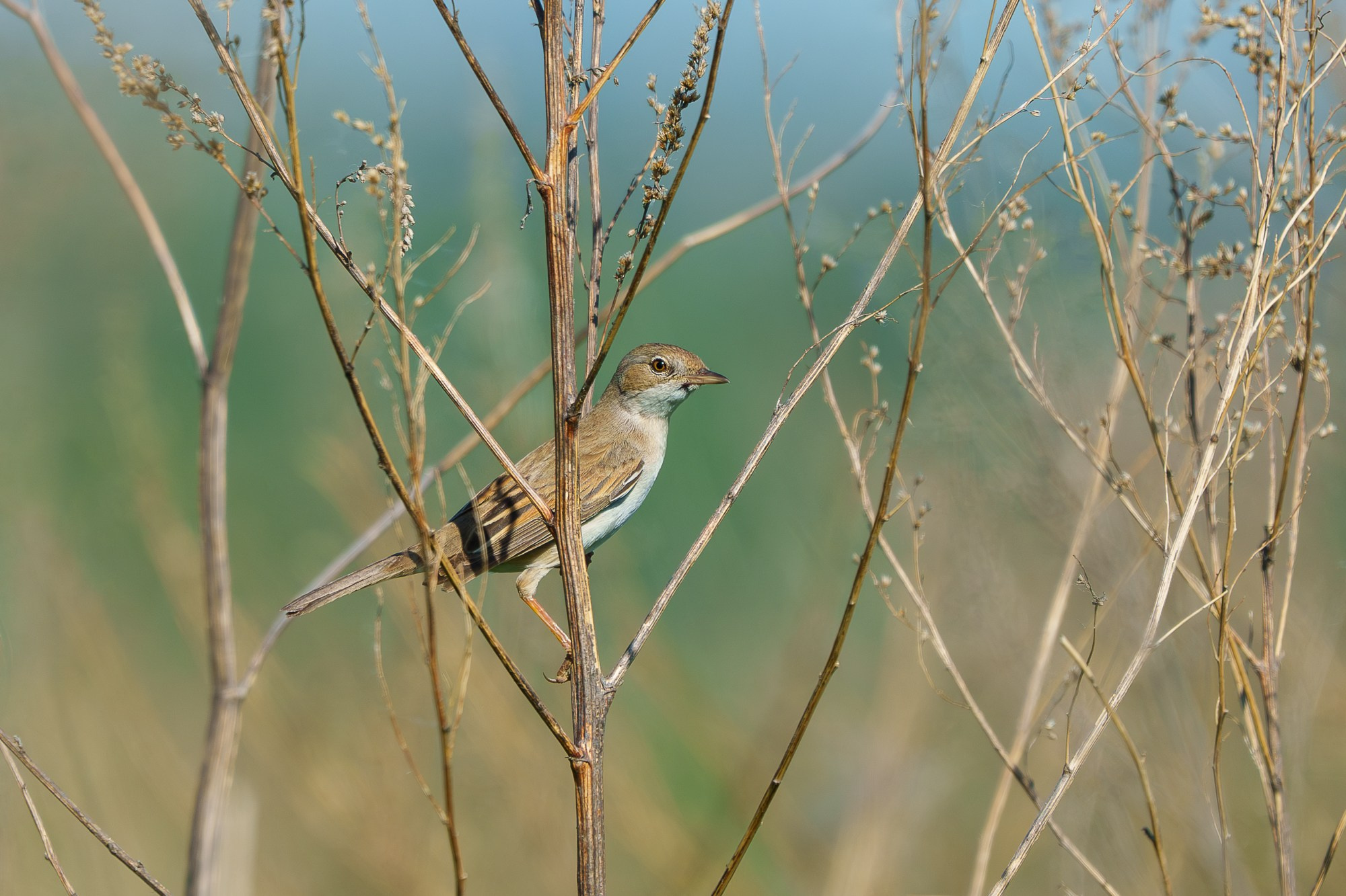 Удивительные мир птиц. Вокруг нас столько прекрасного — присмотритесь!. Ваш личный фотограф Марина Волкова