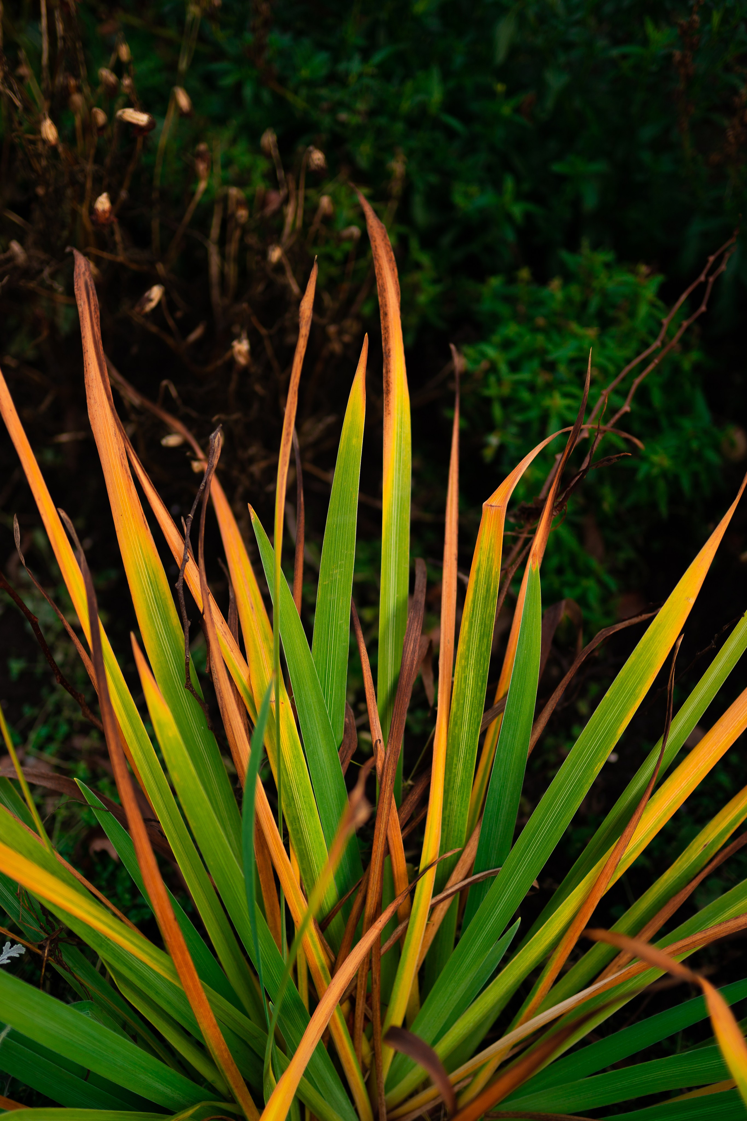 ЦВЕТНЫЕ ФОТОГРАФИИ. Никита Аничкин фото и видео оператор из России