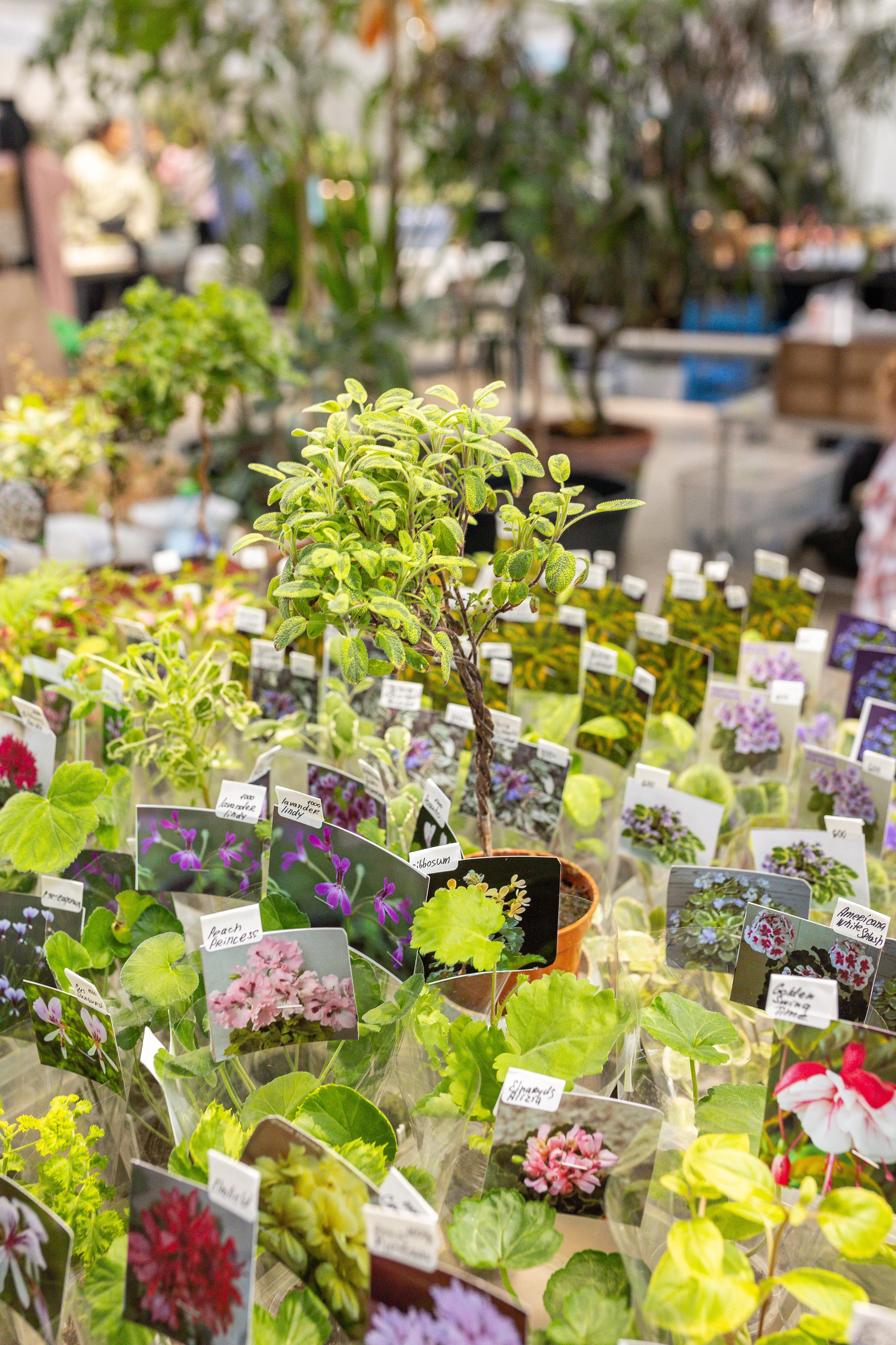 Green rare июнь 2025. Александра Куликова фотограф, Москва