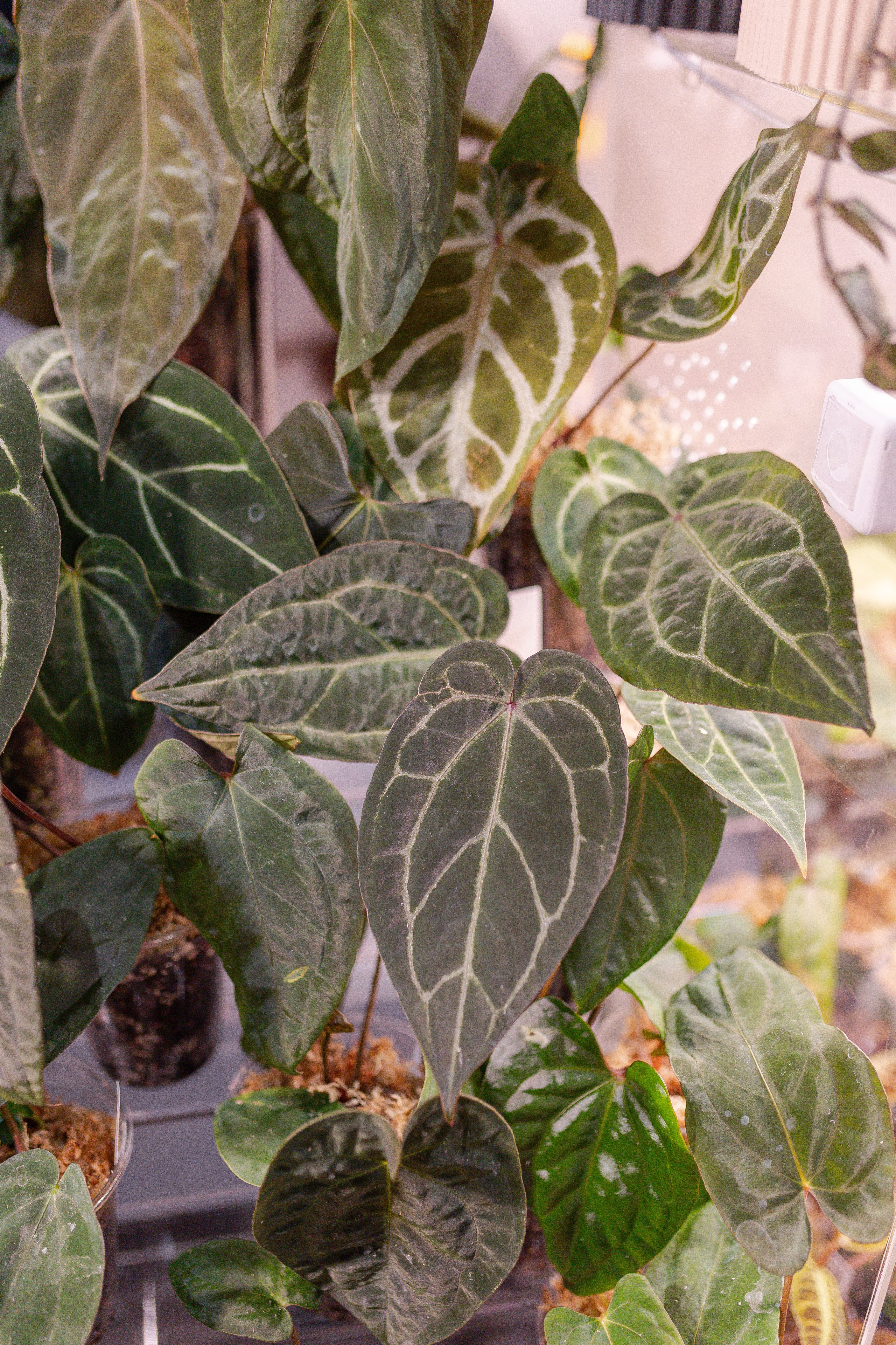 Орхидиум 12.2025. Александра Куликова фотограф, Москва