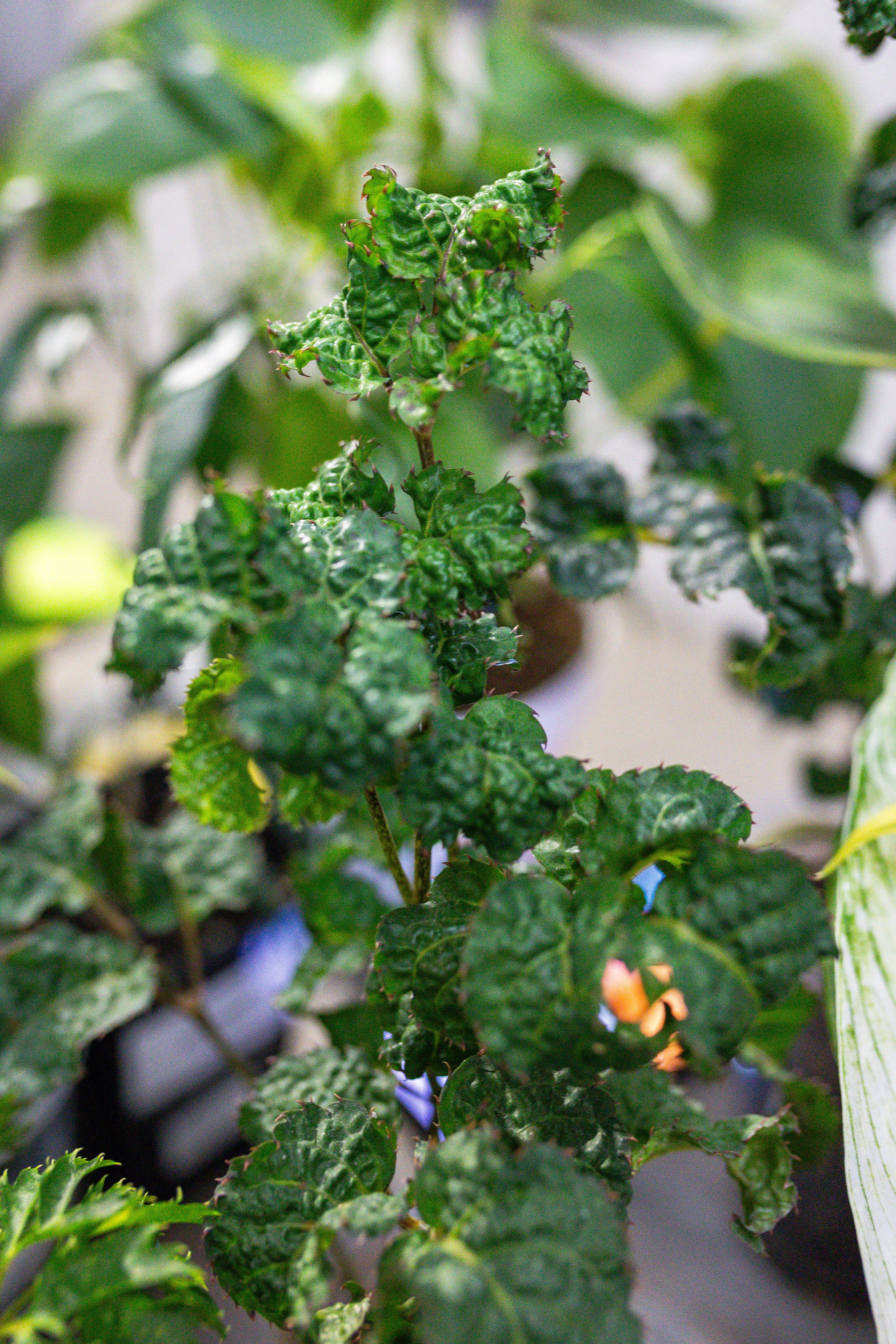 Ярмарка Green Rare 20.09.25. Александра Куликова фотограф, Москва