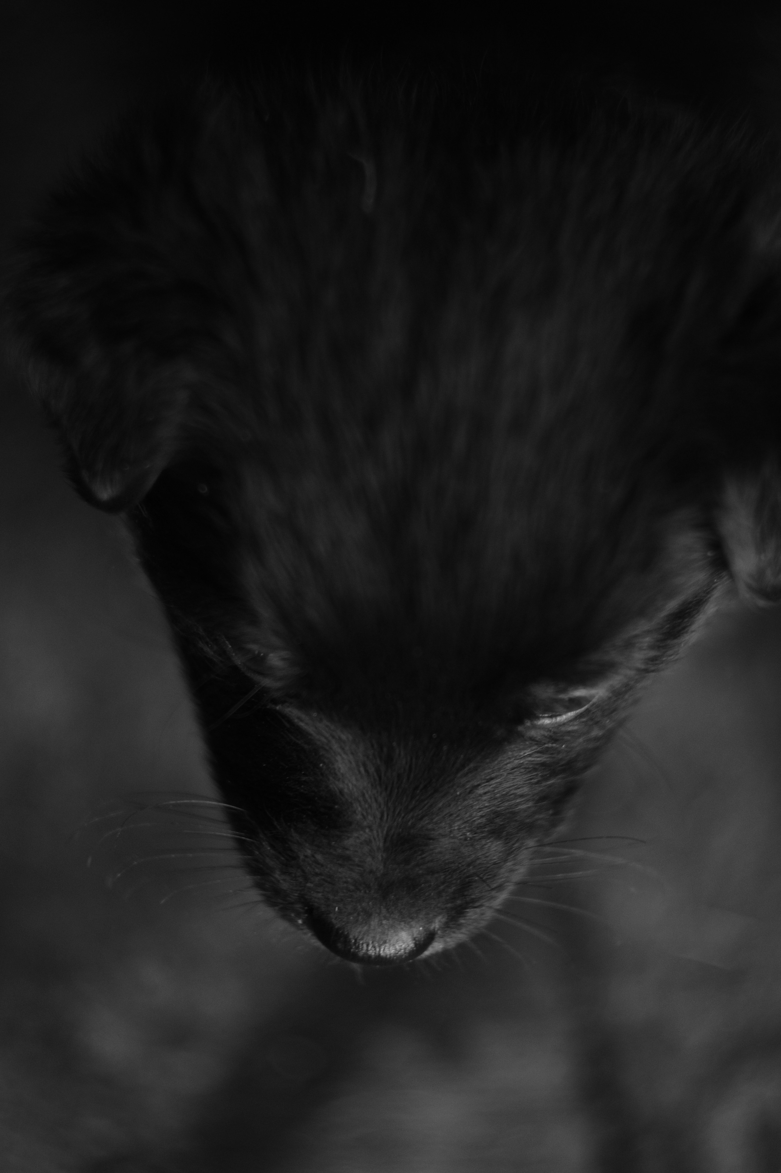 Dogs. Профессиональный фотограф