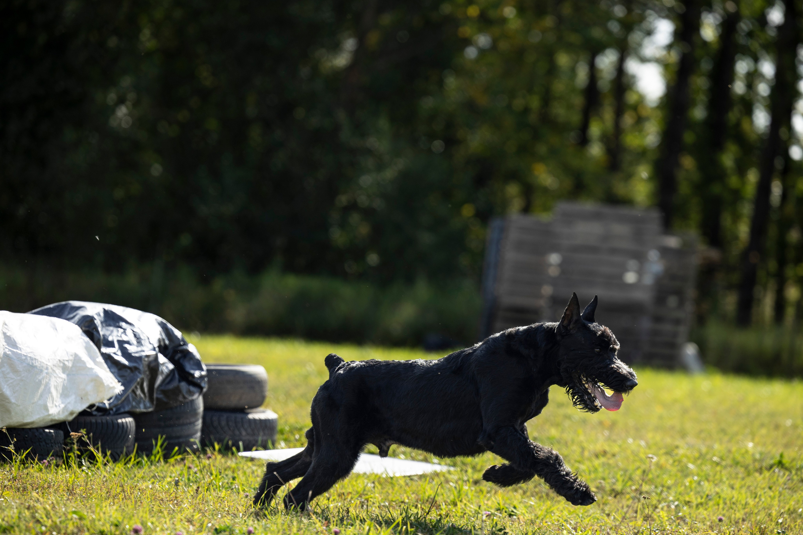 Испытания по Мондьорингу г. Пушкин. Фотограф-анималист Анна Маринич