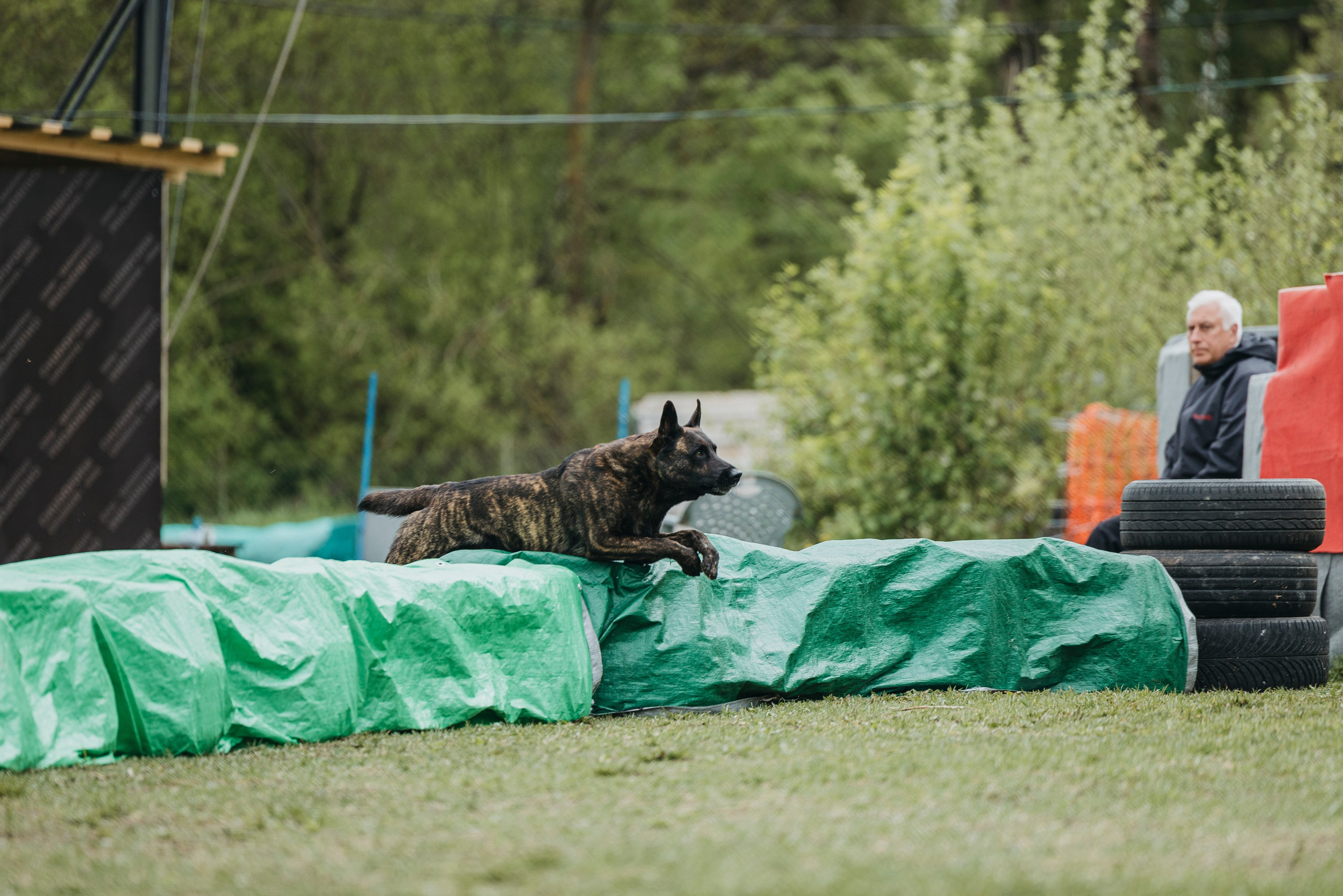 26.05.25 г. Пушкин квалификационные соревнования. Фотограф-анималист Анна Маринич