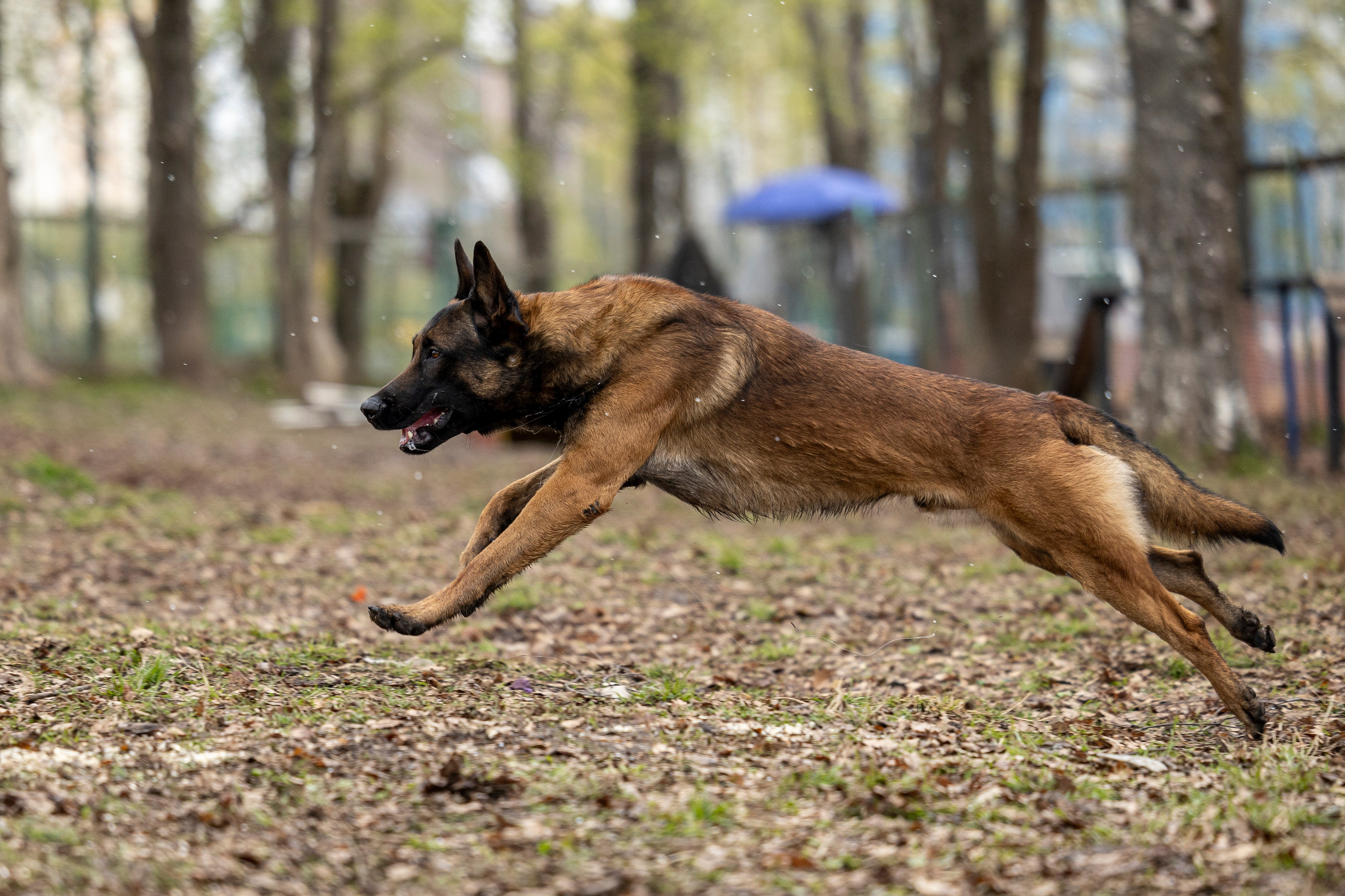 Квалификационные состязания по мондьорингу г. Вологда 11.05.24. Фотограф-анималист Анна Маринич