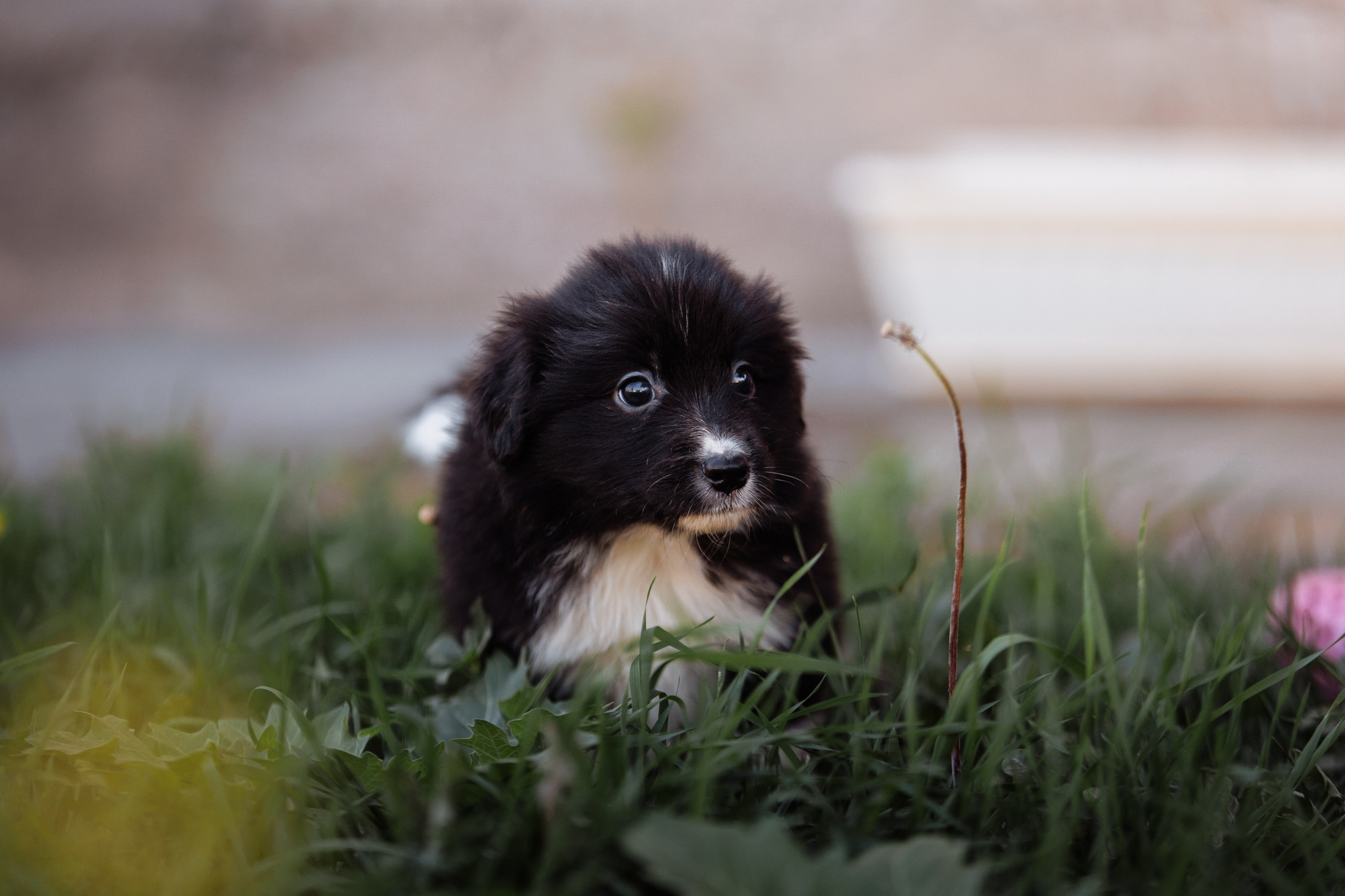 МММ — маленькое мягкое милое. О нас