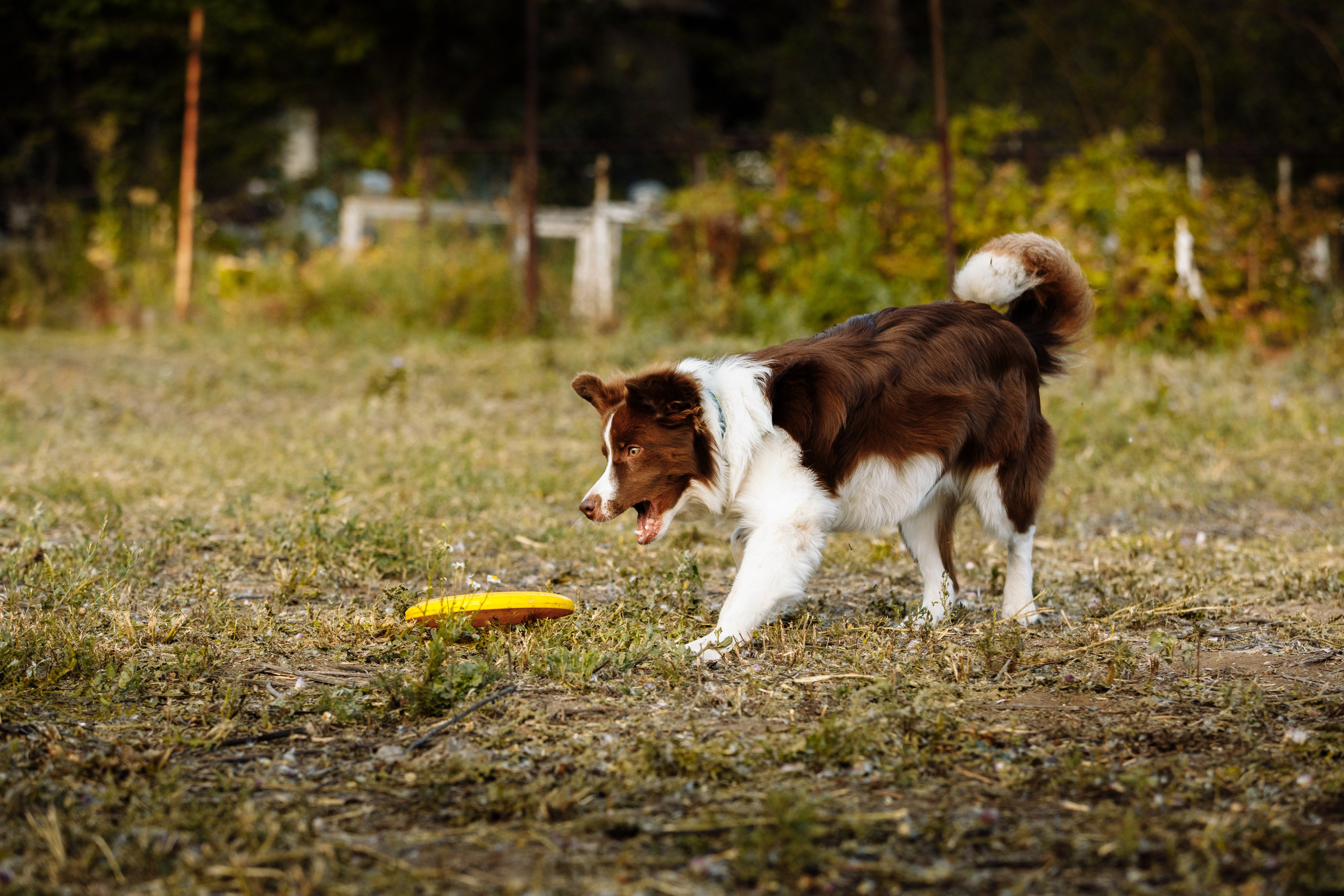 Овечий день. О нас