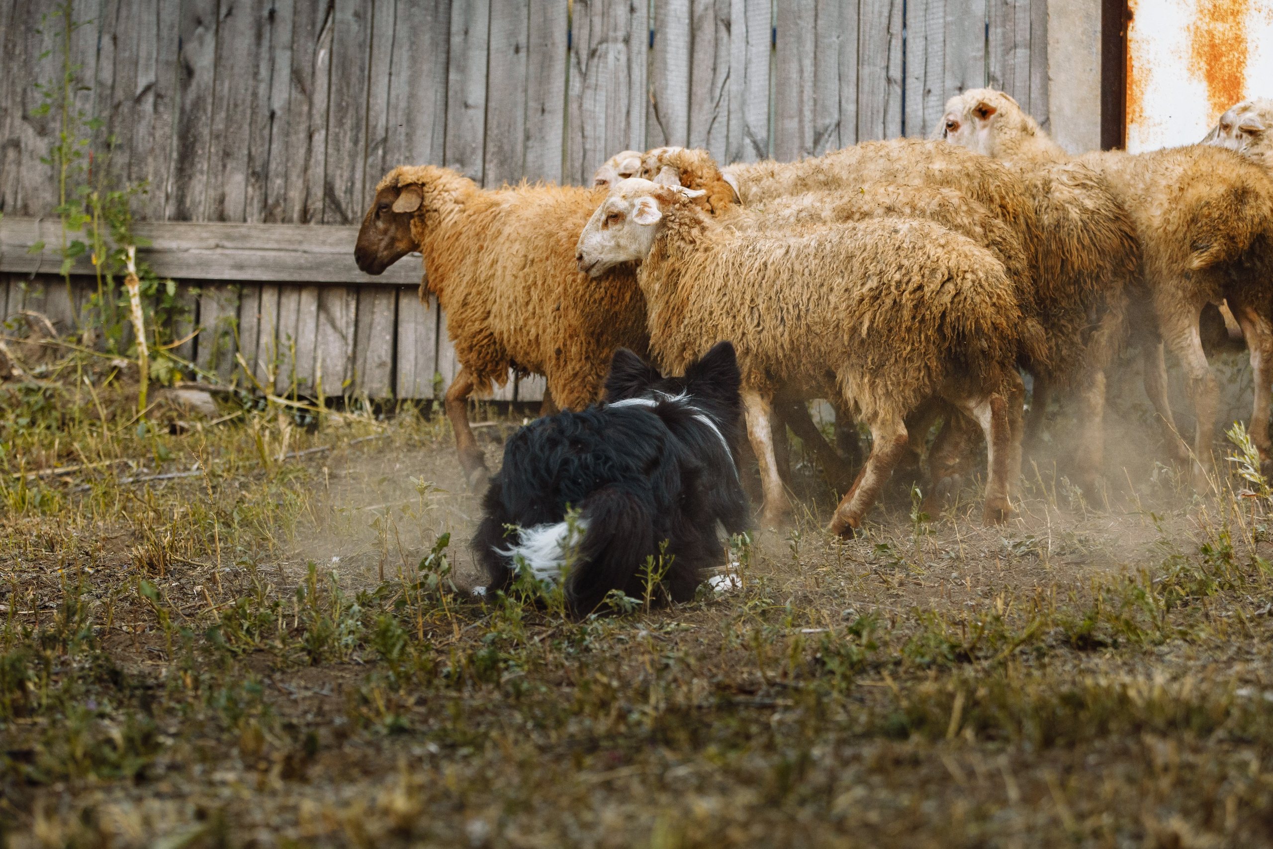 Овечий день. О нас