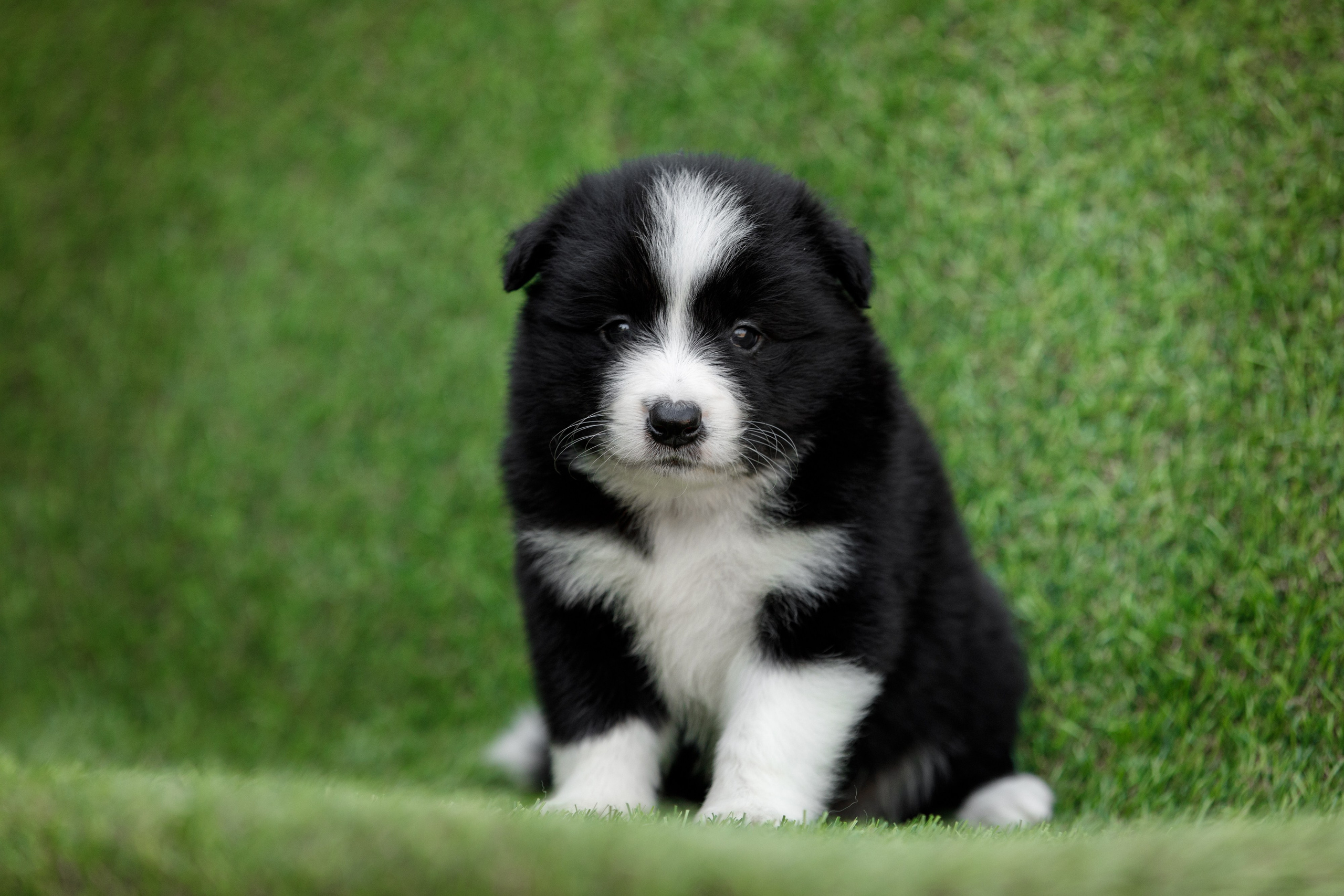 Смешарики. О нас