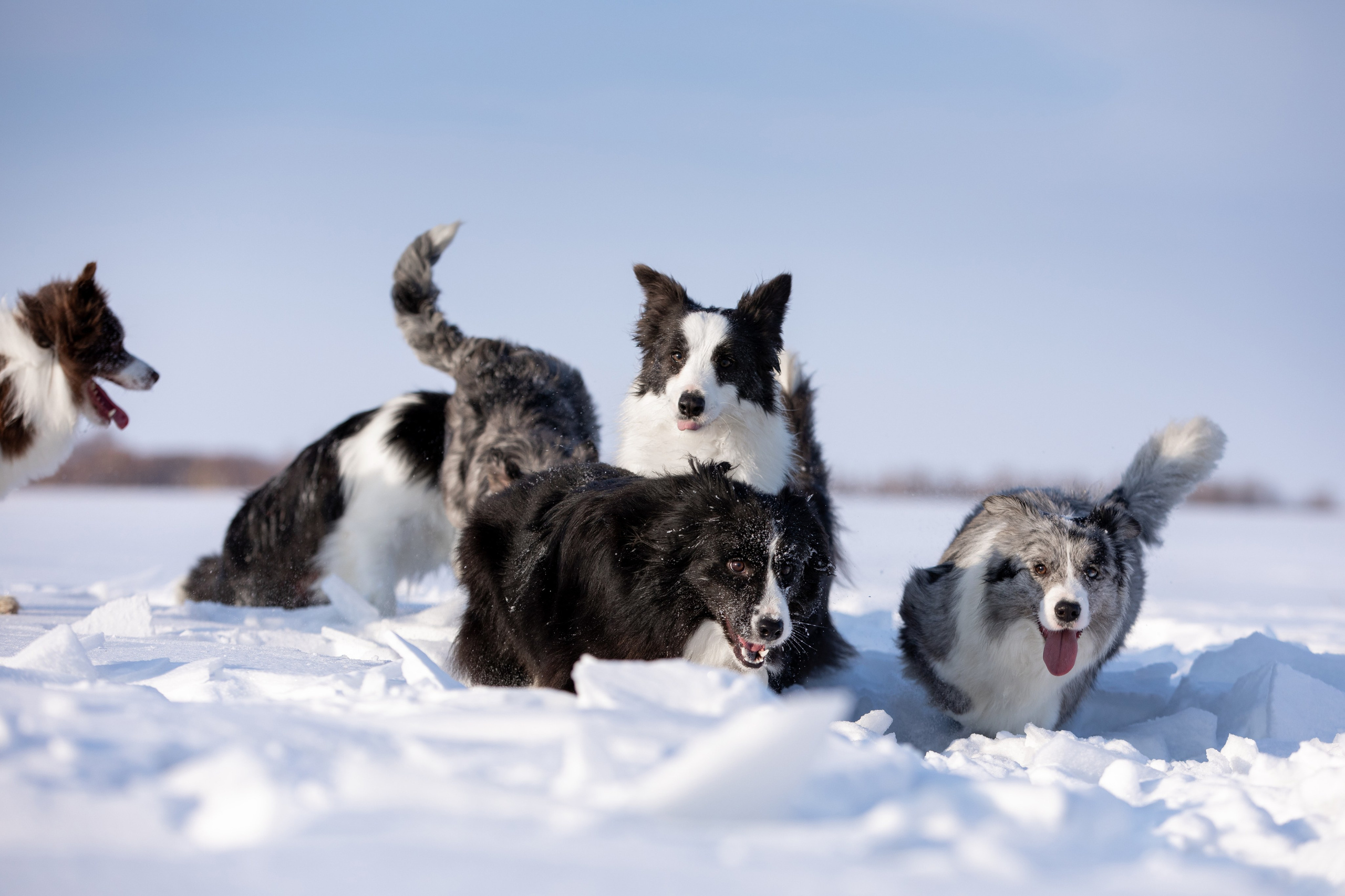 Мороз и солнце. О нас