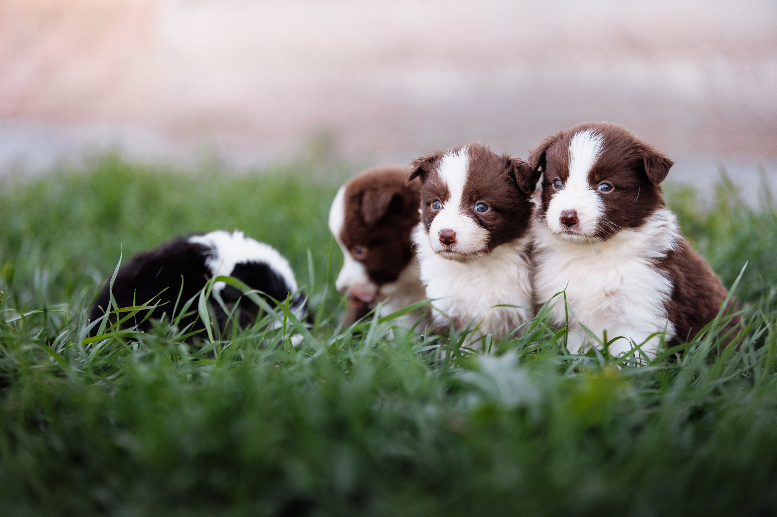 МММ — маленькое мягкое милое. О нас