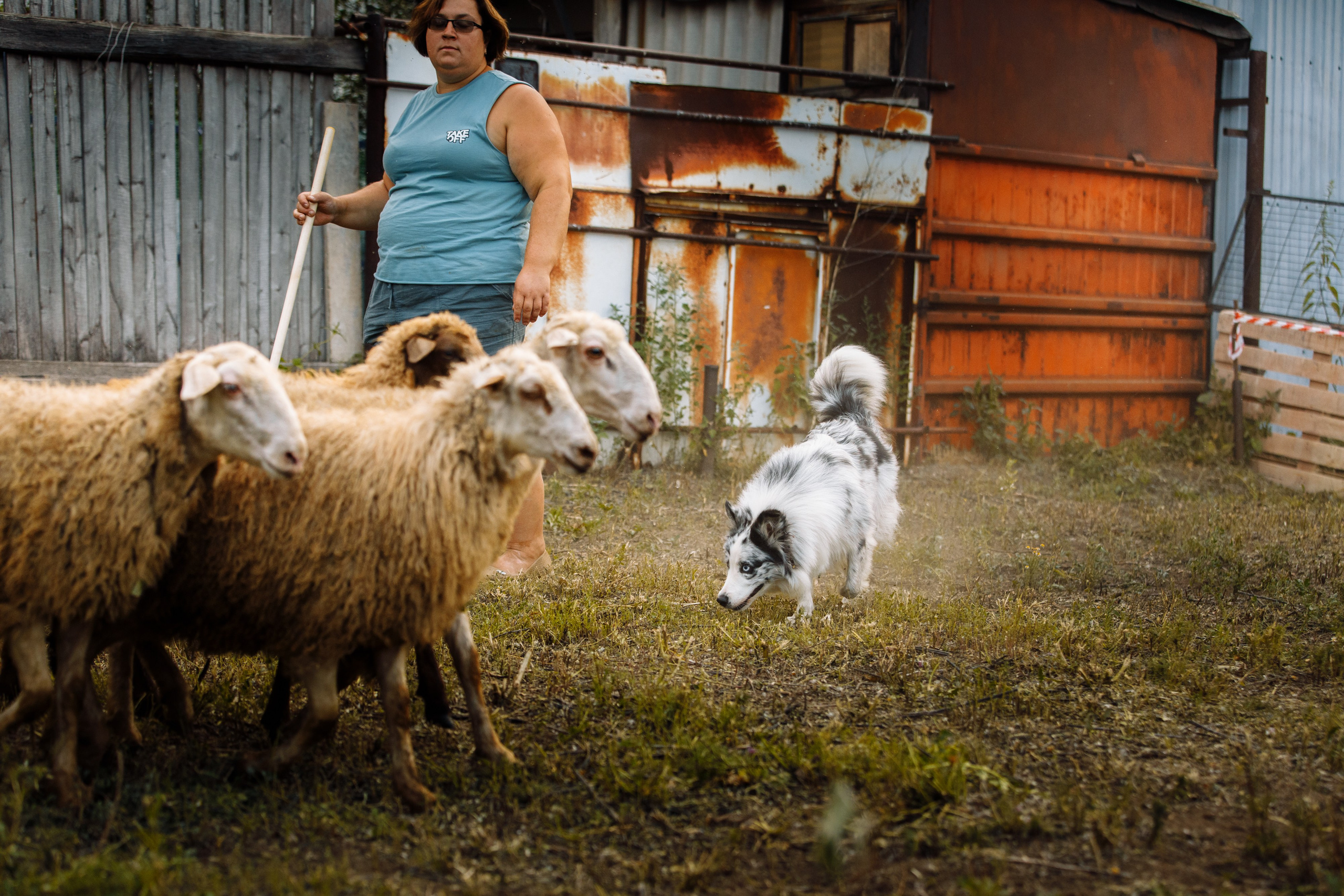 Овечий день. О нас