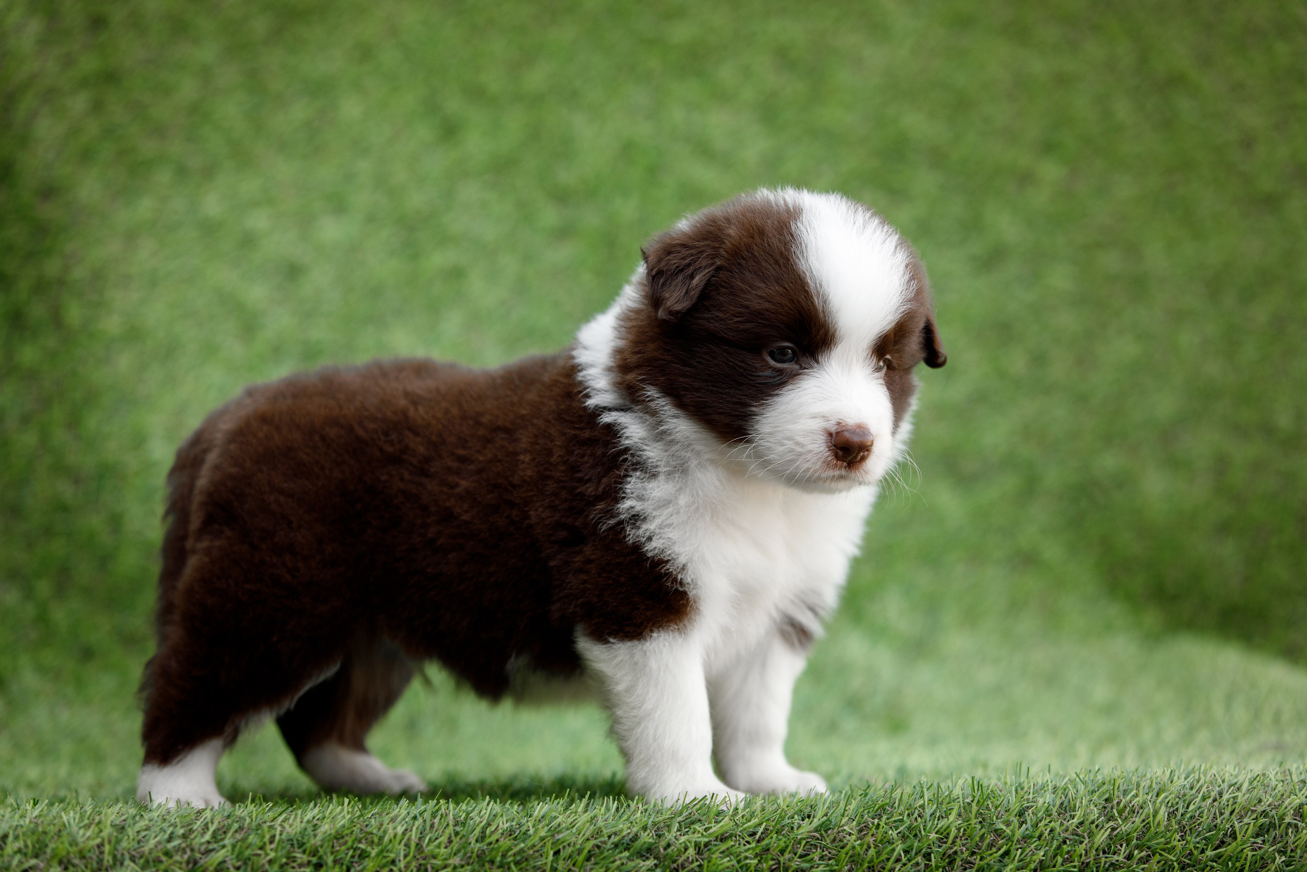 Смешарики. О нас