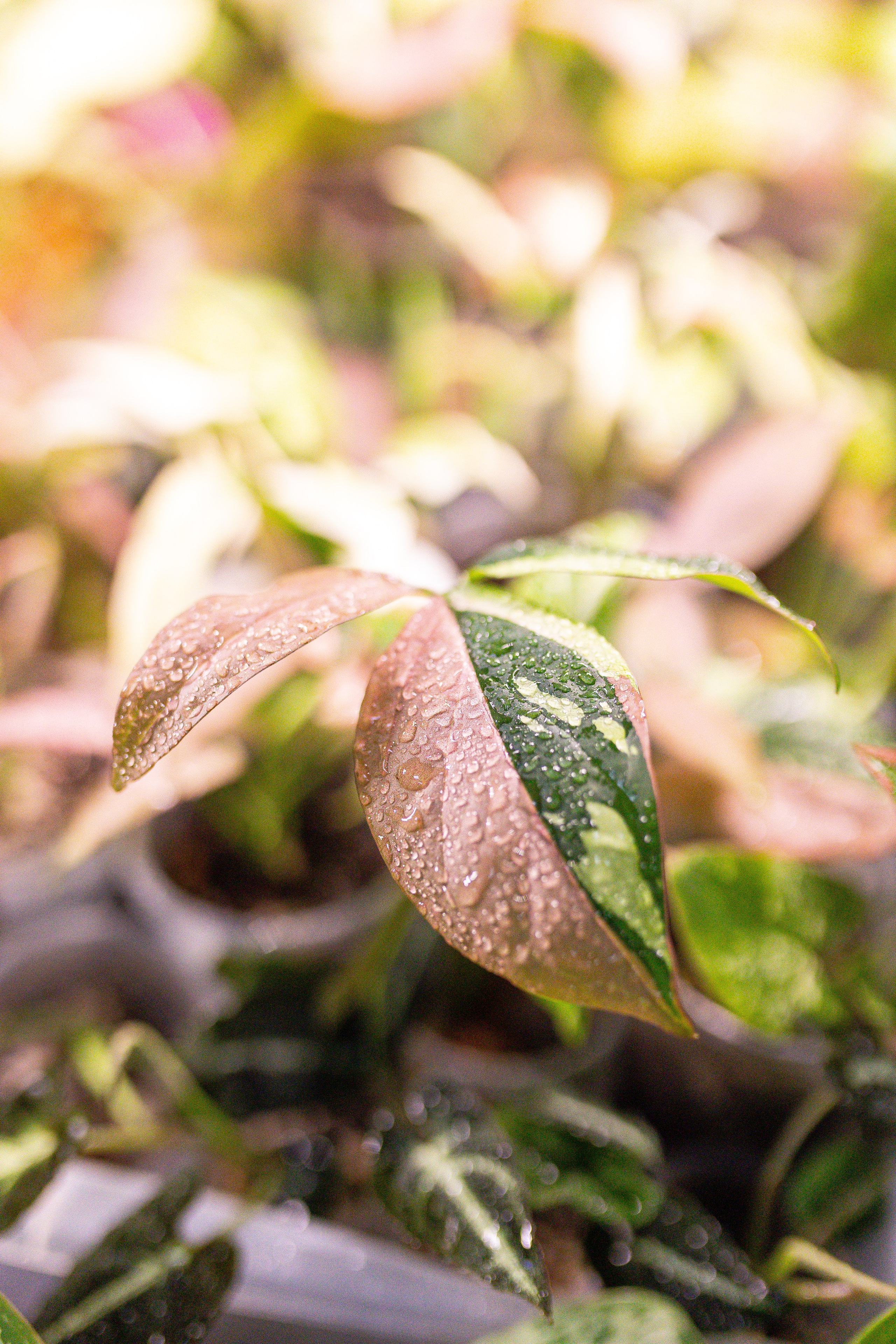 Орхидиум май 2025. Александра Куликова фотограф, Москва