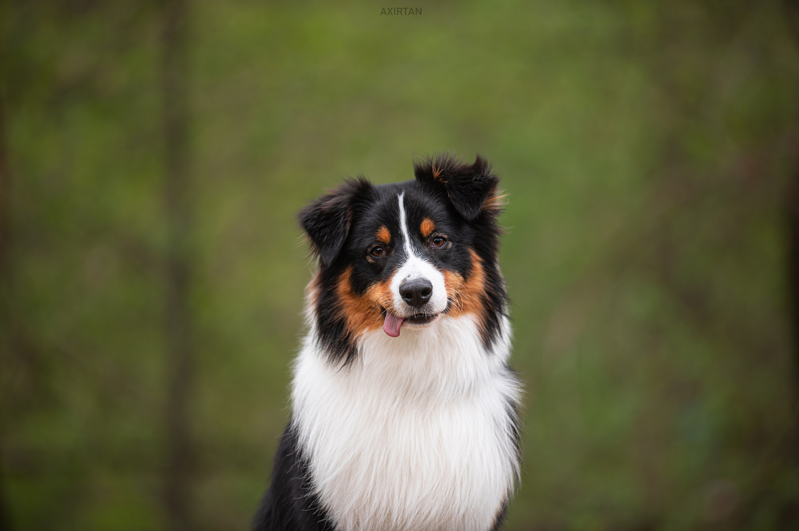 Рем. BLGKV питомник собак