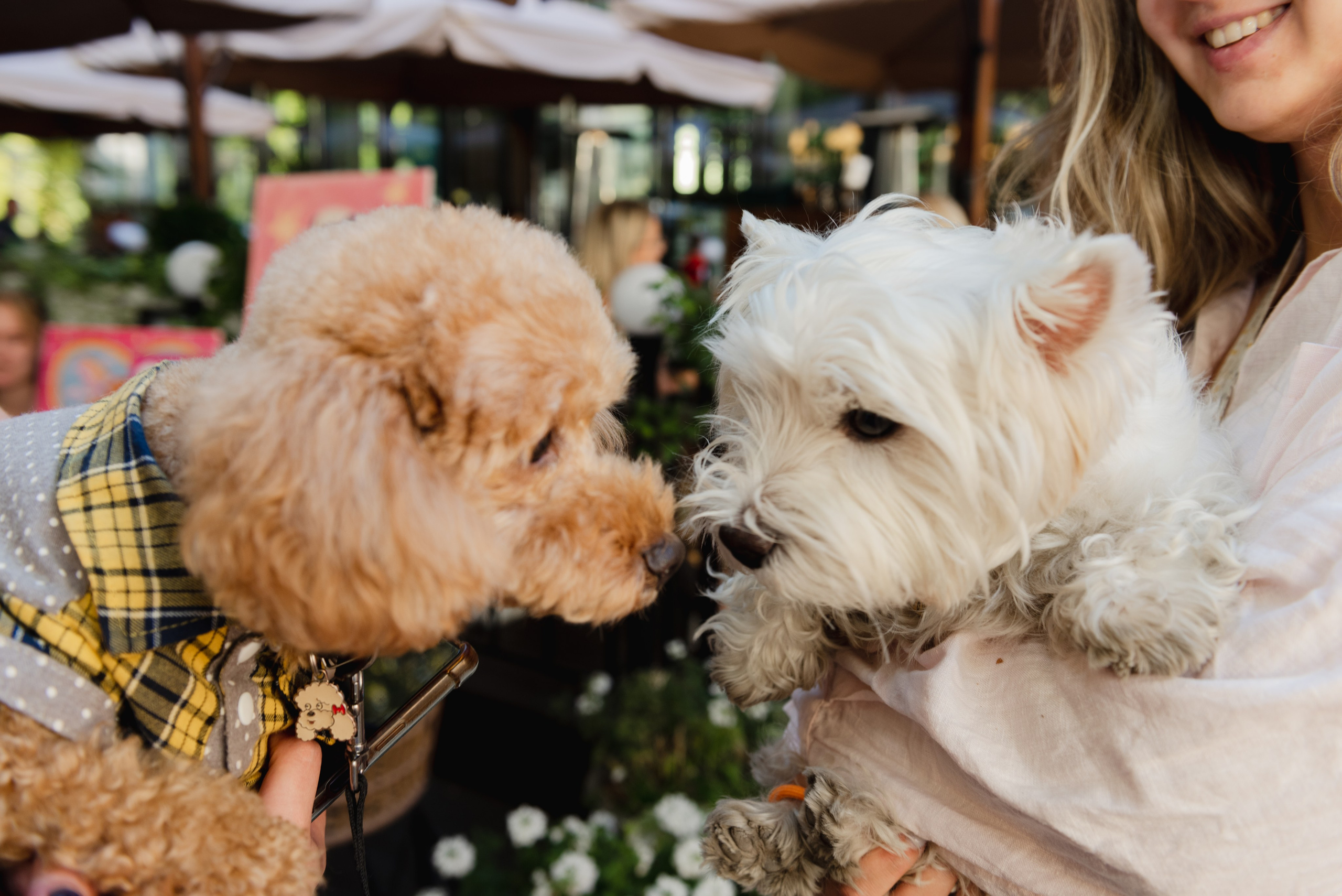Pets. Фотограф в Москве Daria Lens